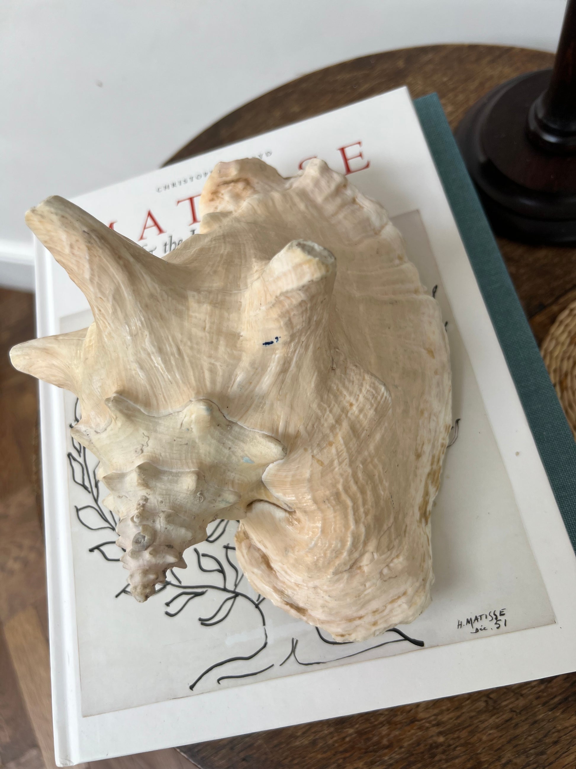 Large Antique Conch Shell