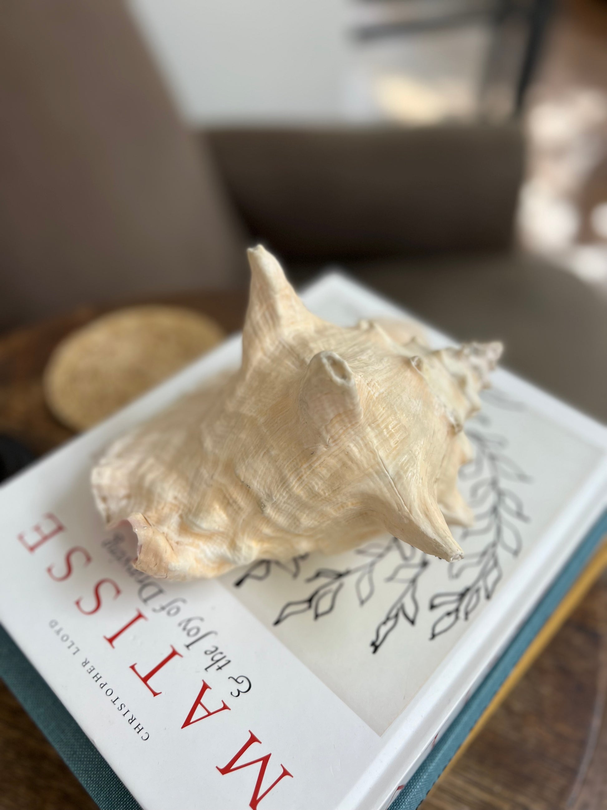 Large Antique Conch Shell