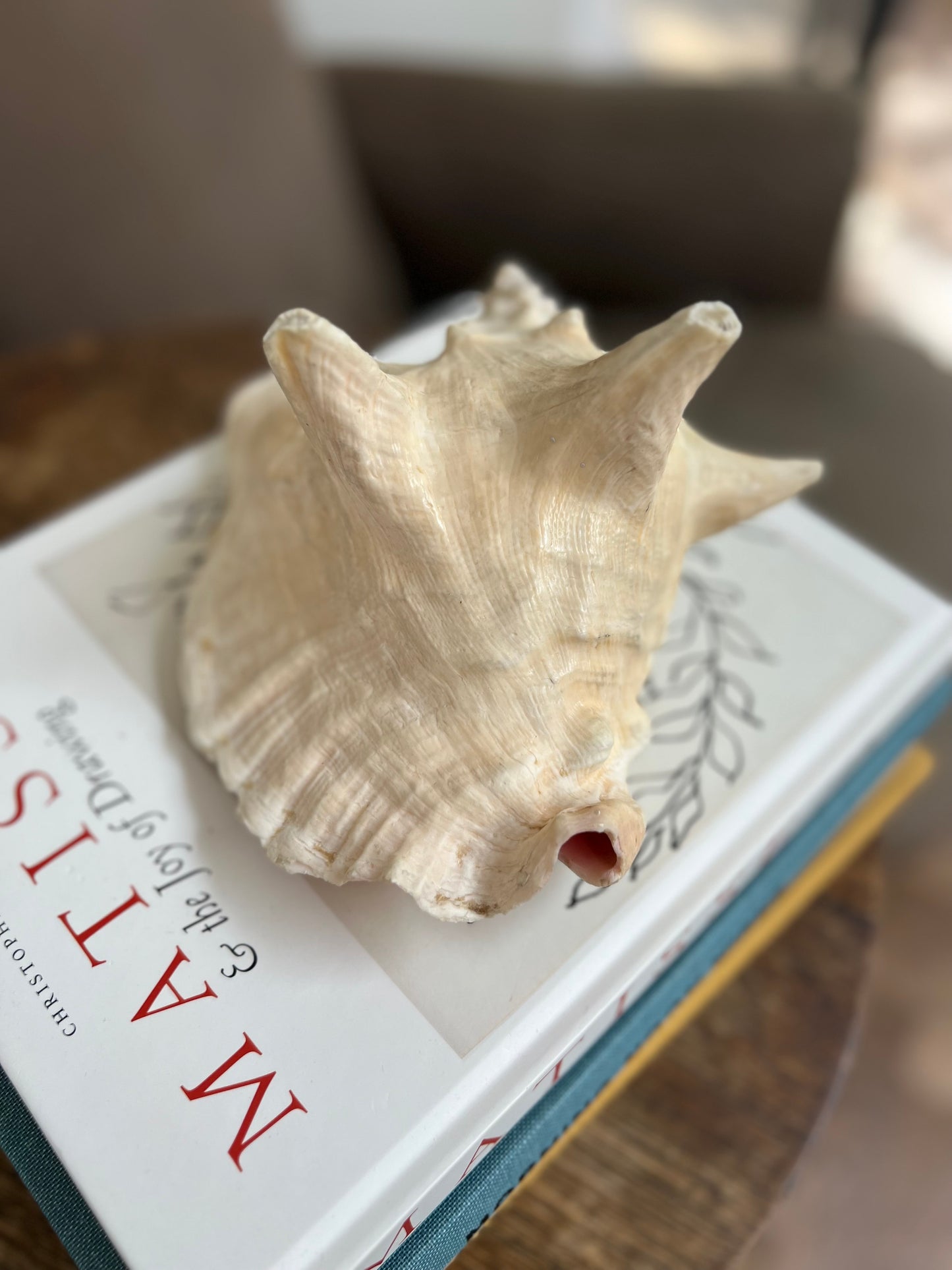 Large Antique Conch Shell