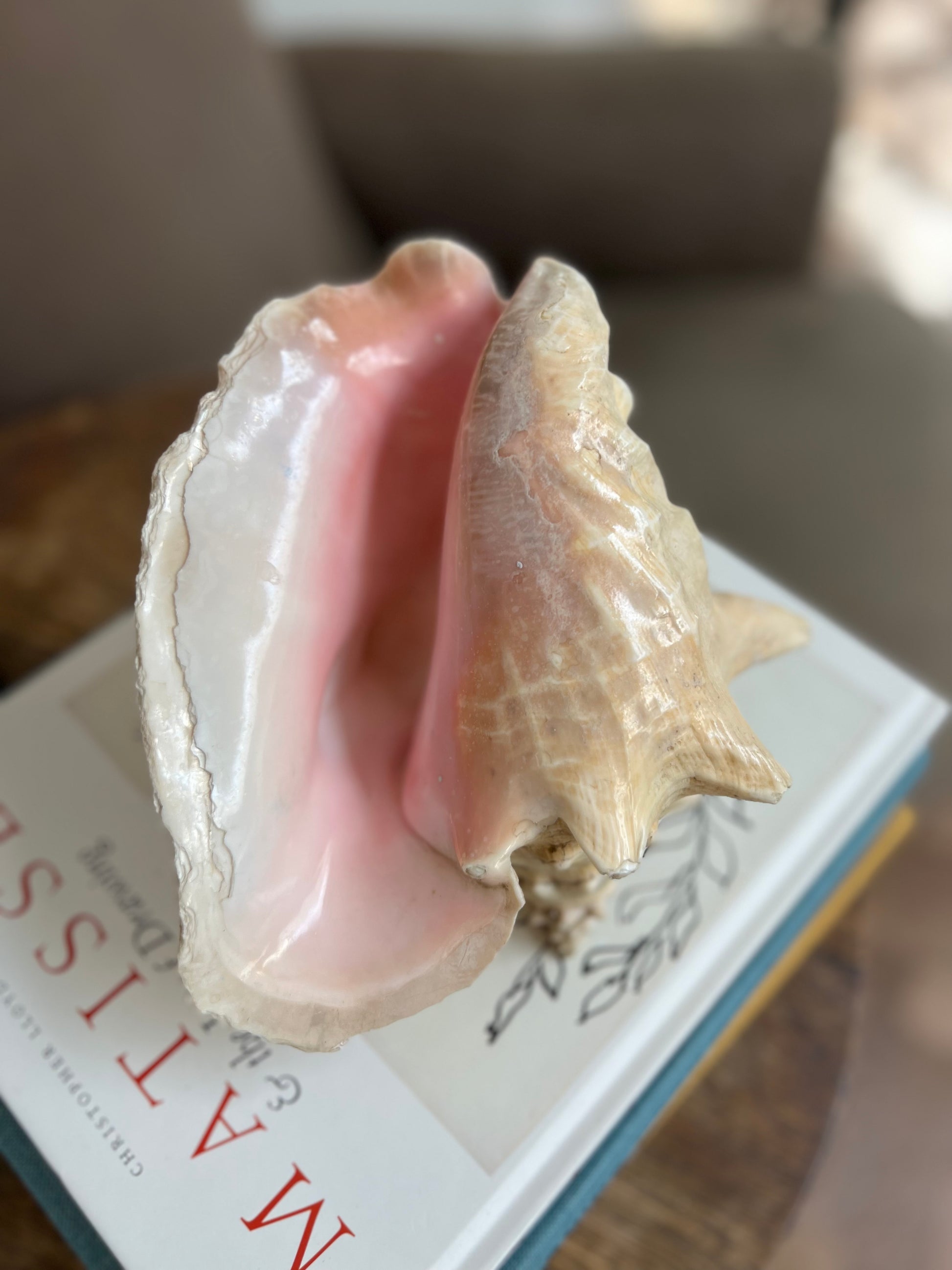 Large Antique Conch Shell