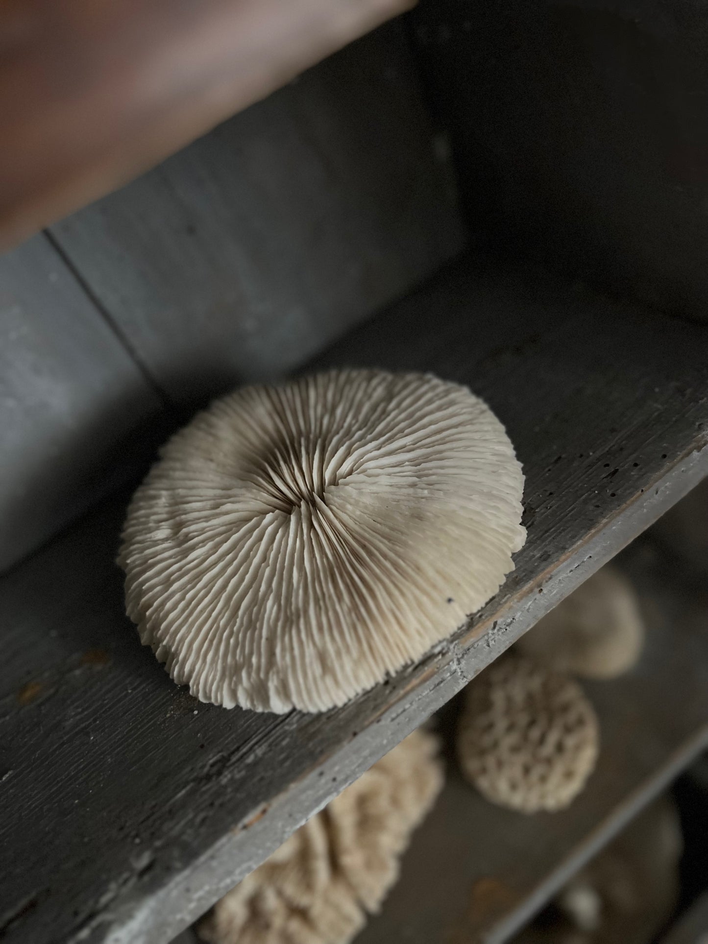 Antique Mushroom Coral Specimen