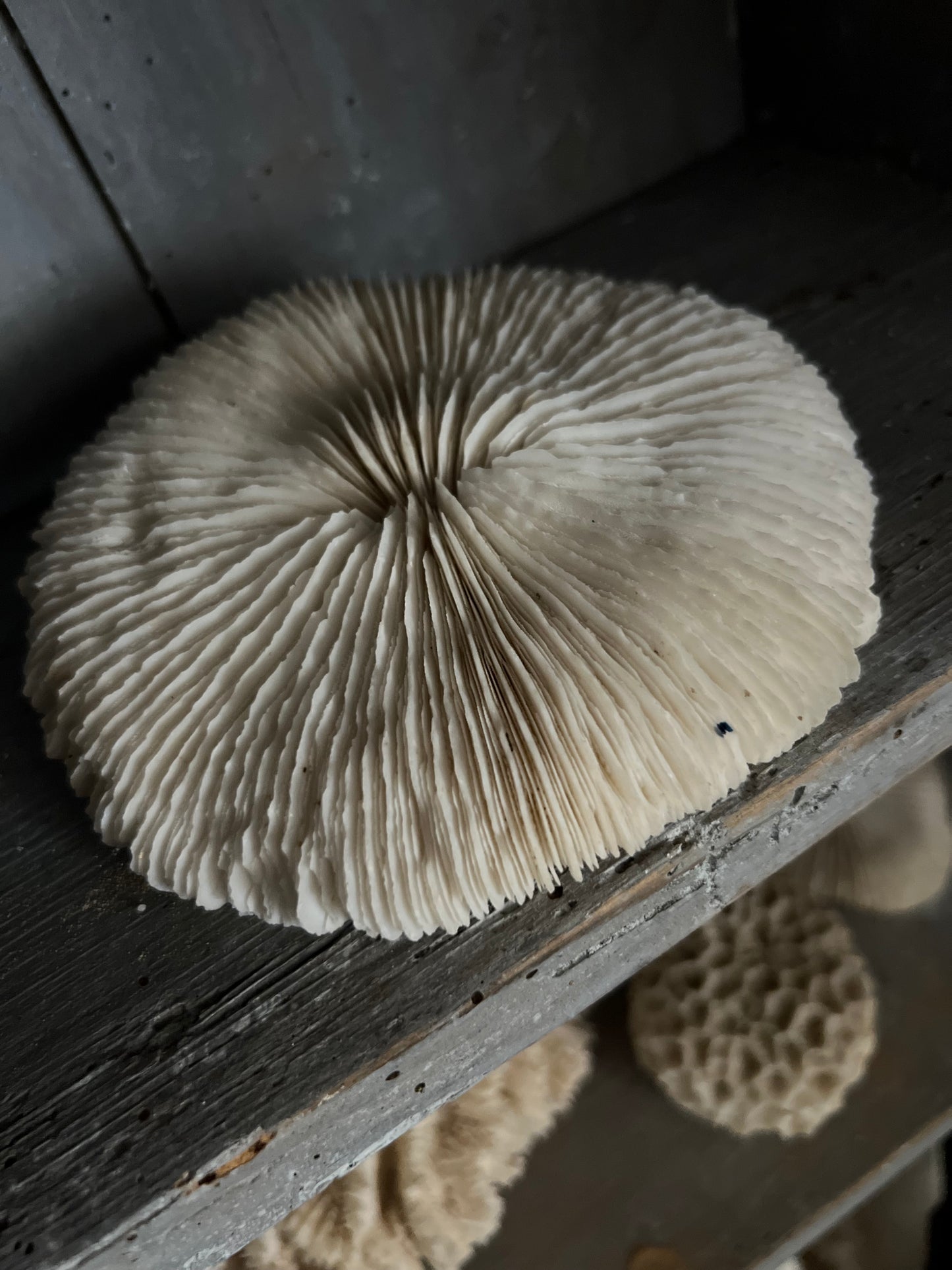 Antique Mushroom Coral Specimen