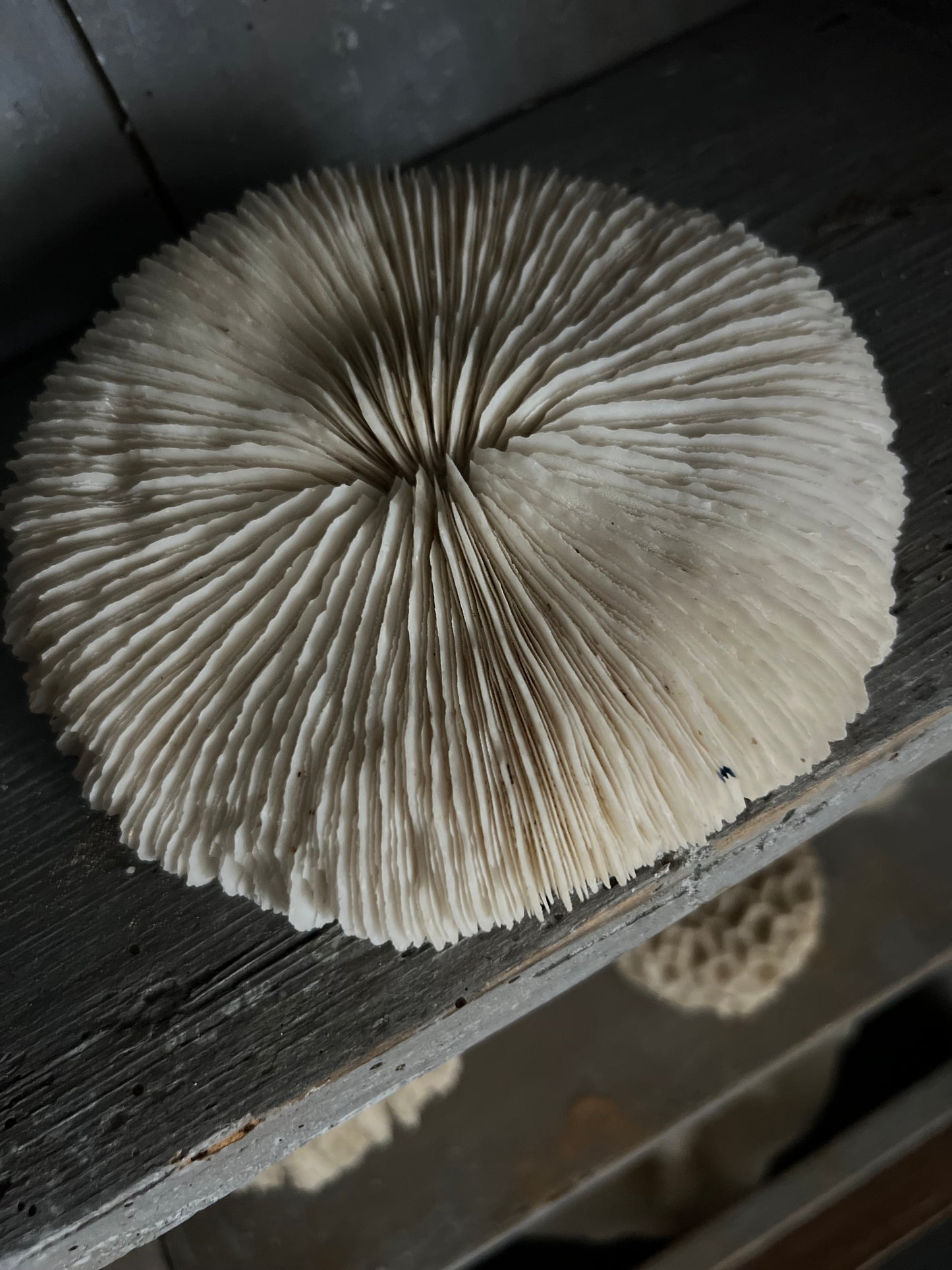 Antique Mushroom Coral Specimen