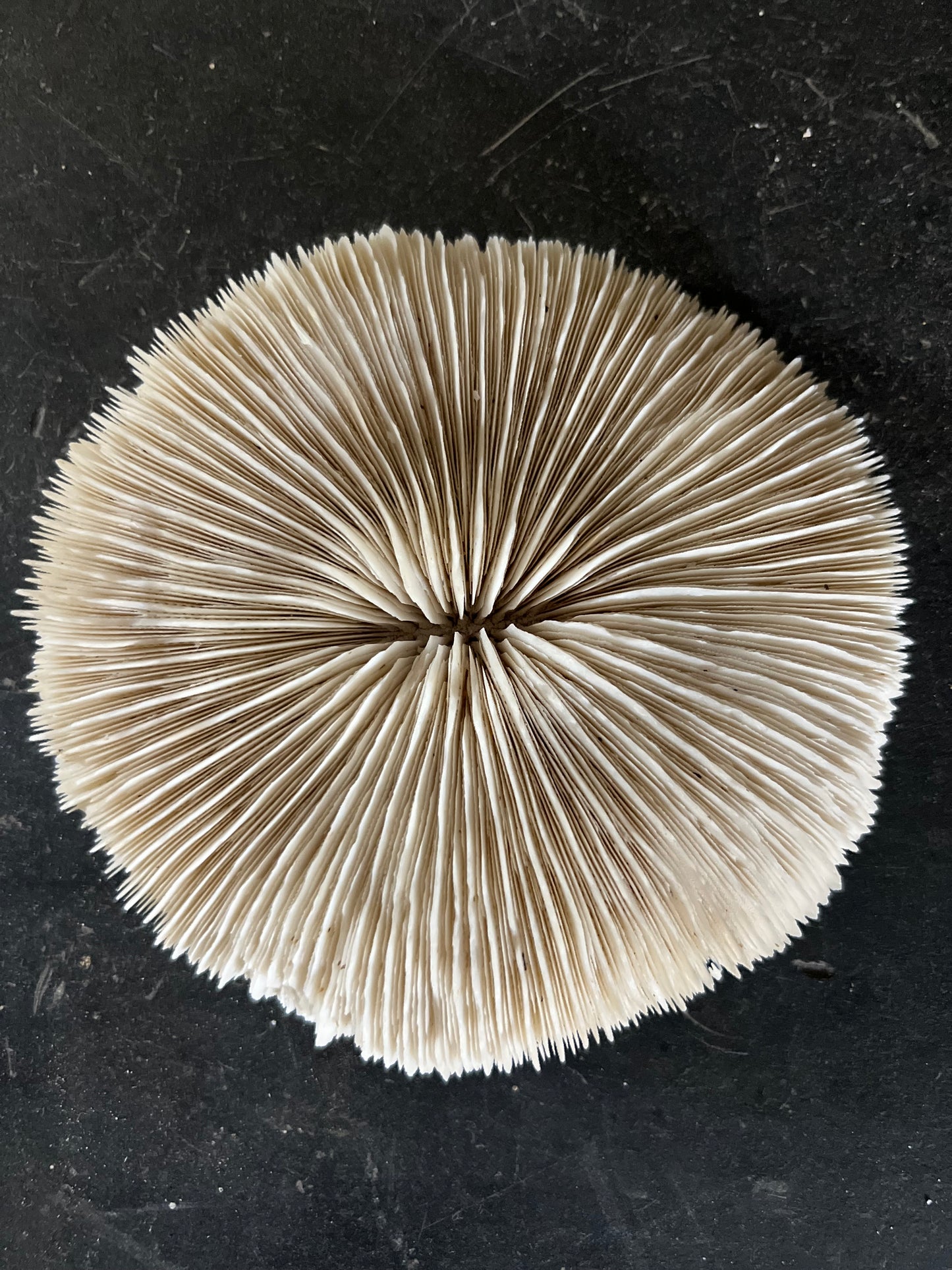 Antique Mushroom Coral Specimen