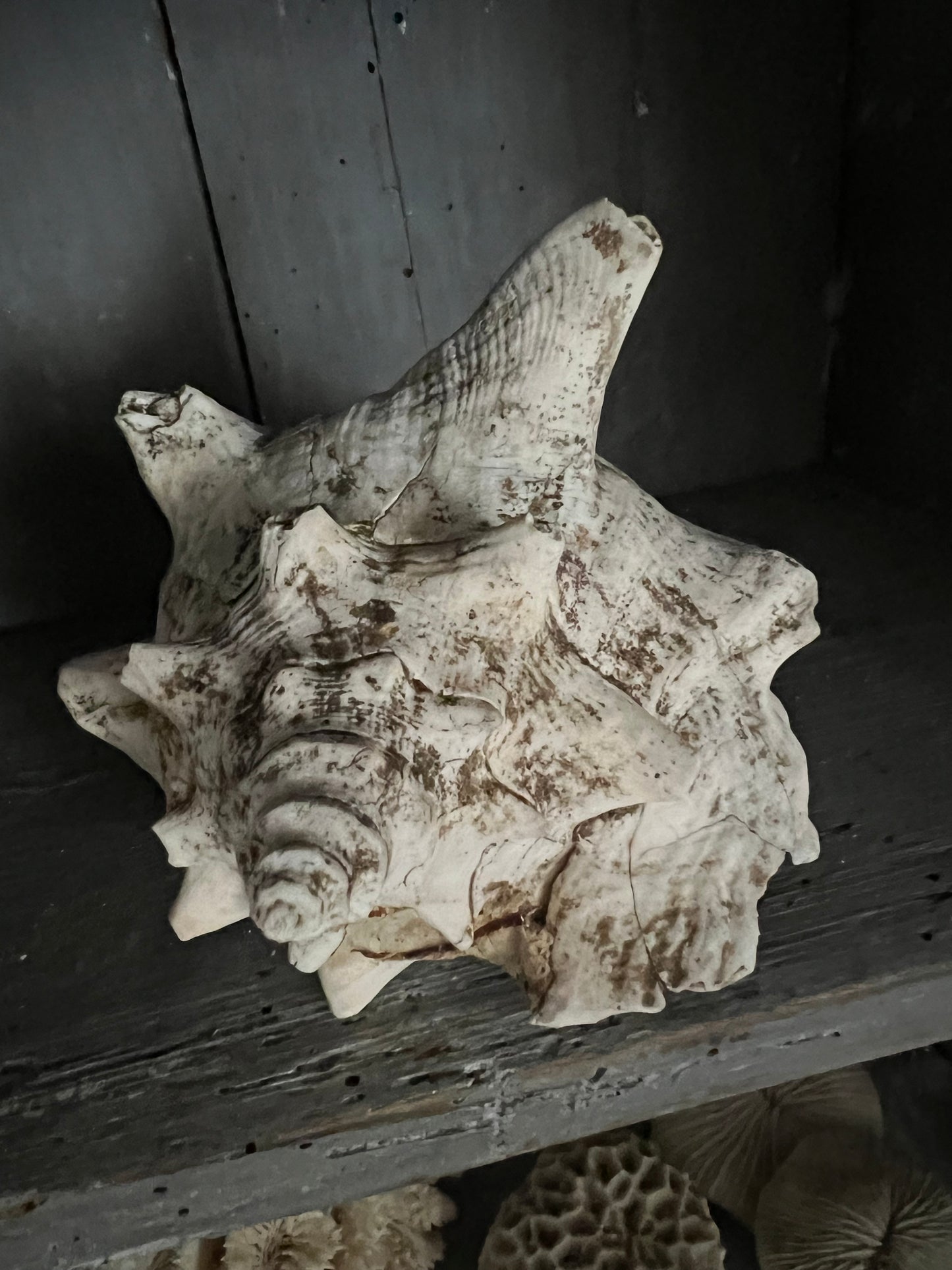 Medium Antique Conch Shell