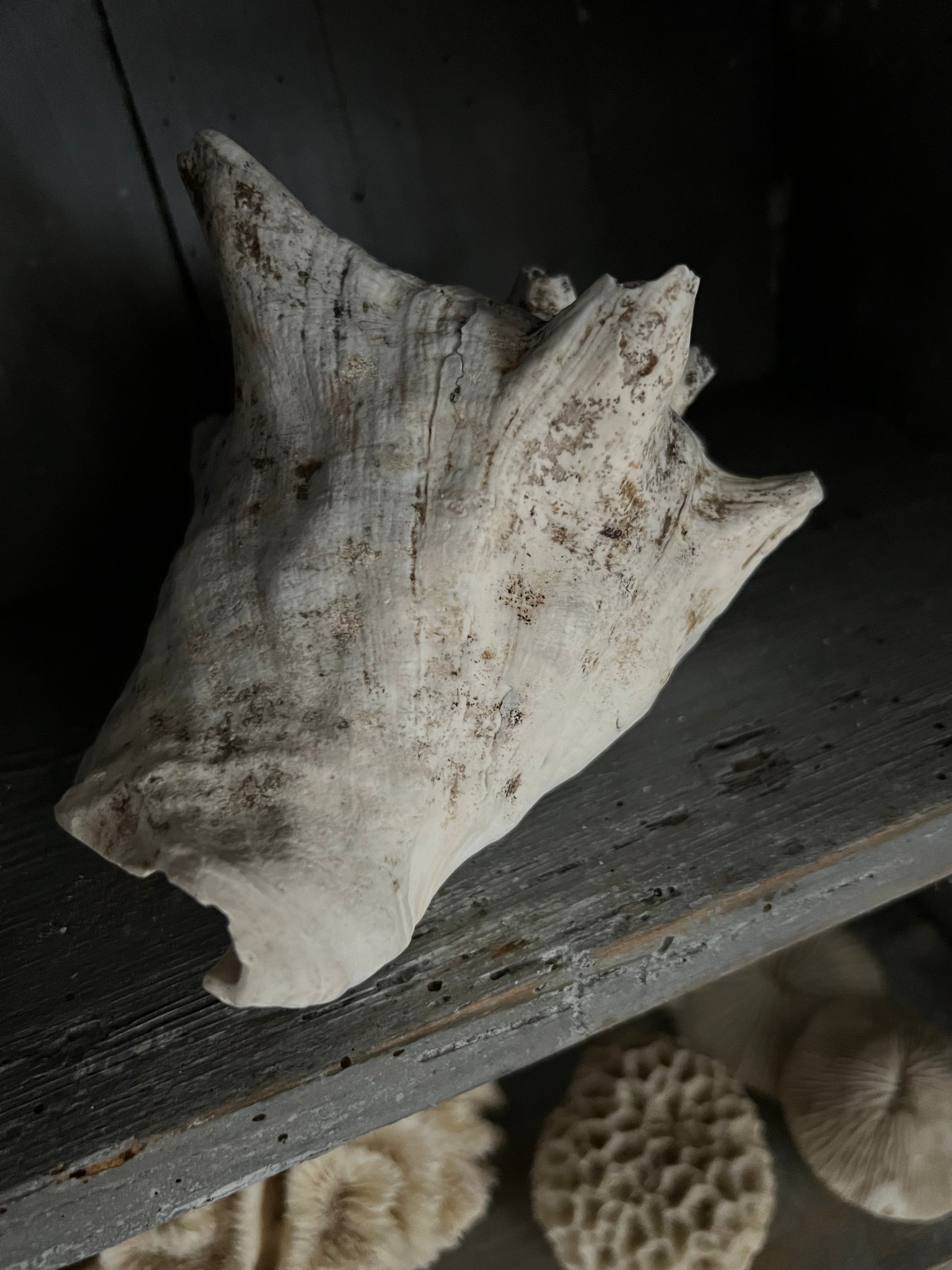 Medium Antique Conch Shell