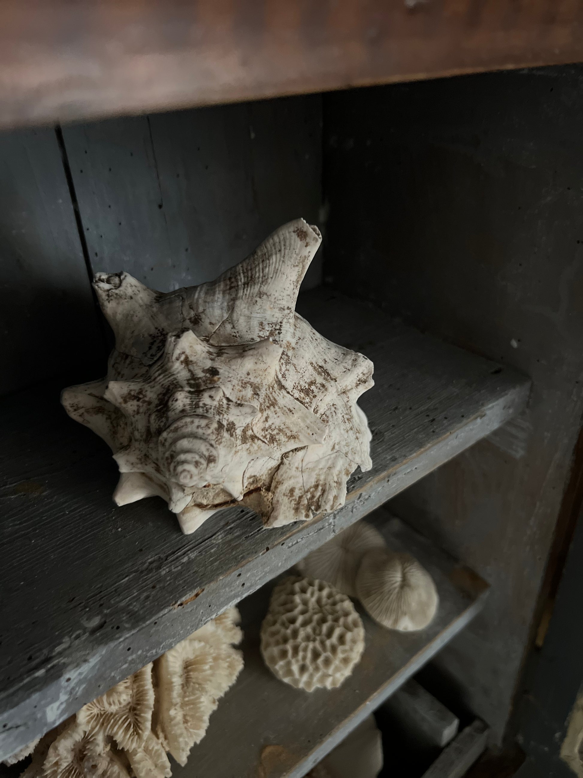 Medium Antique Conch Shell