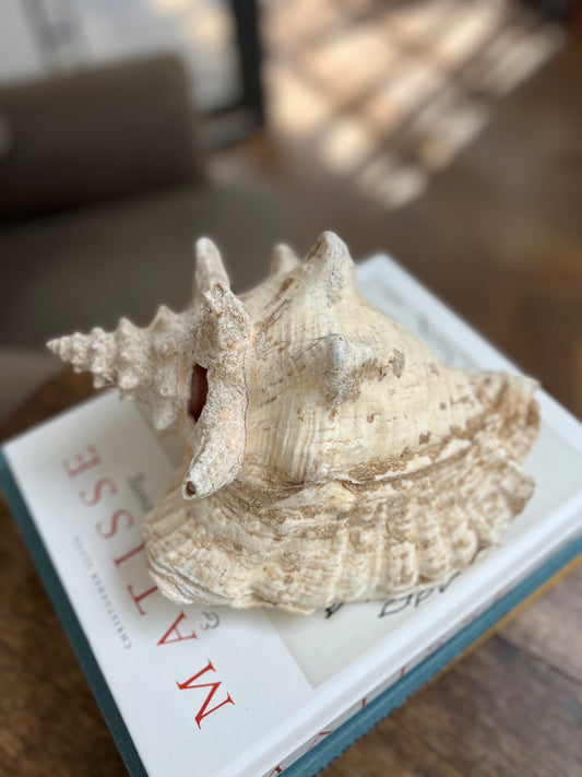 Large Antique Conch Shell