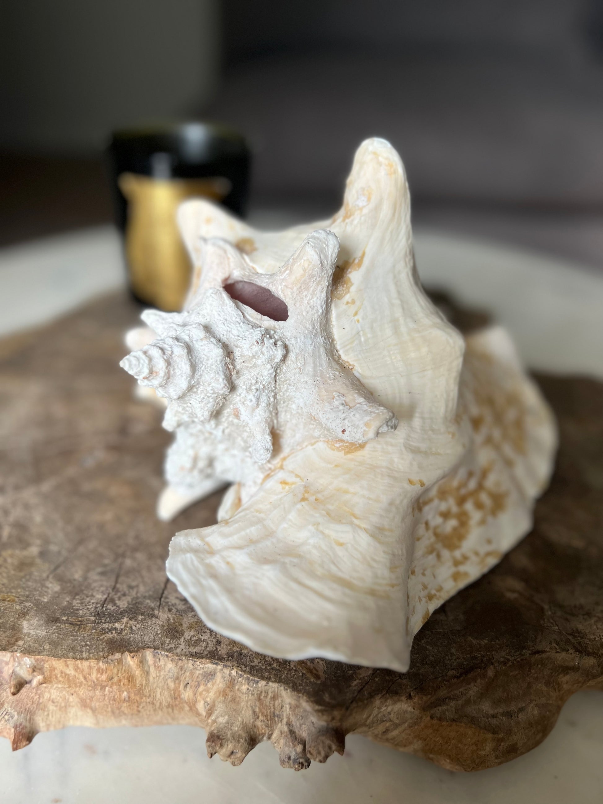 Large Antique Conch Shell