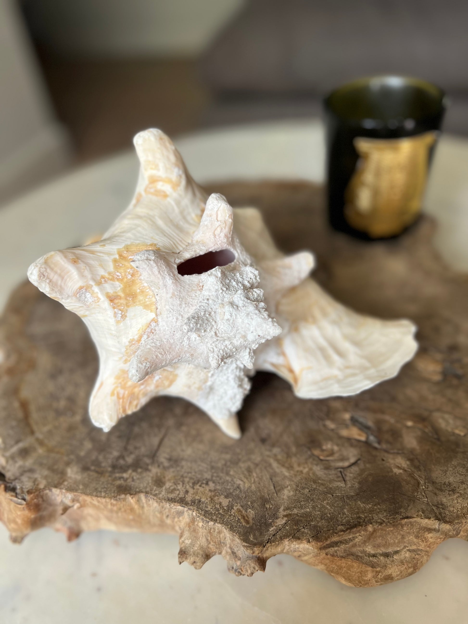 Large Antique Conch Shell