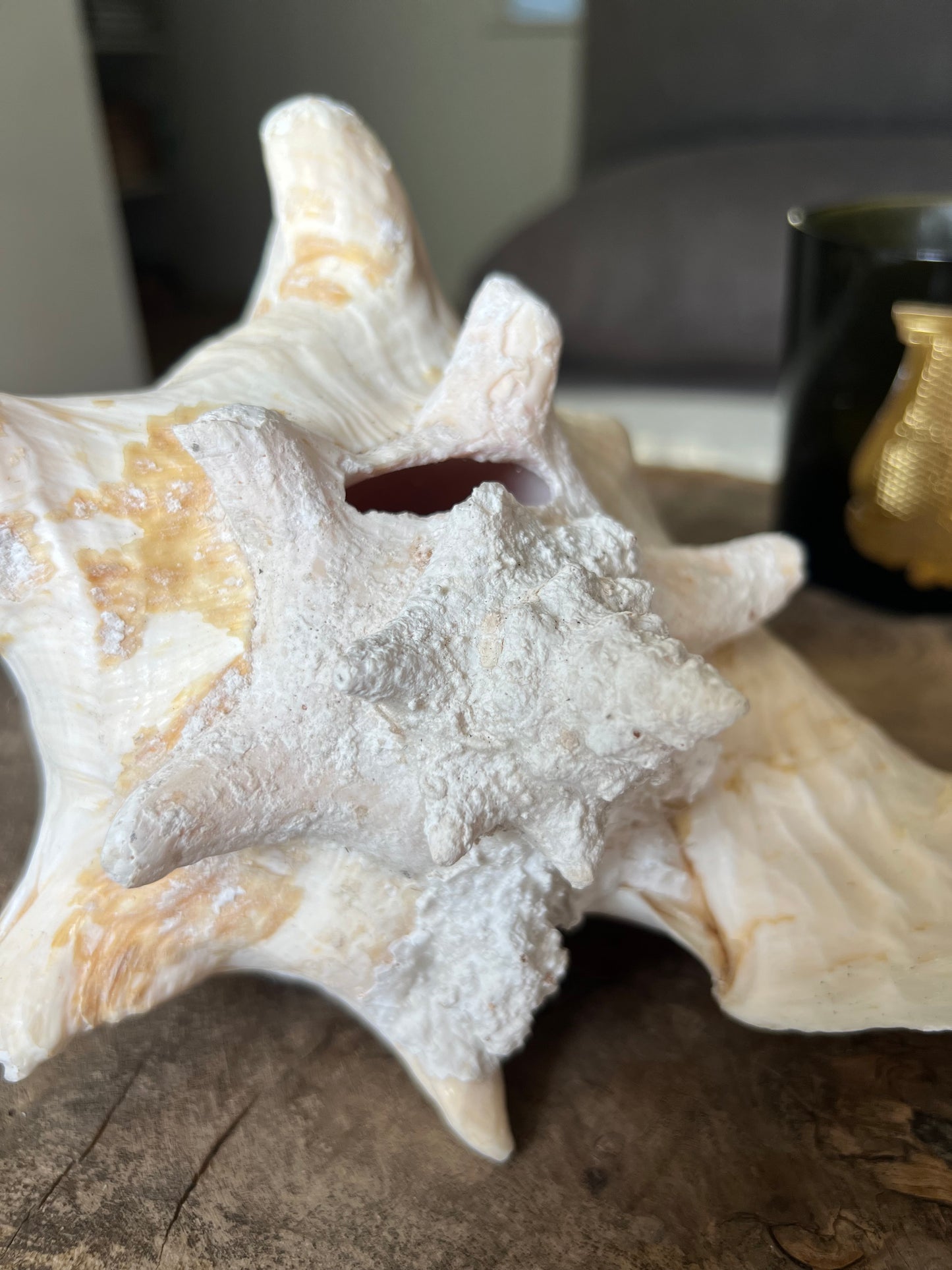 Large Antique Conch Shell