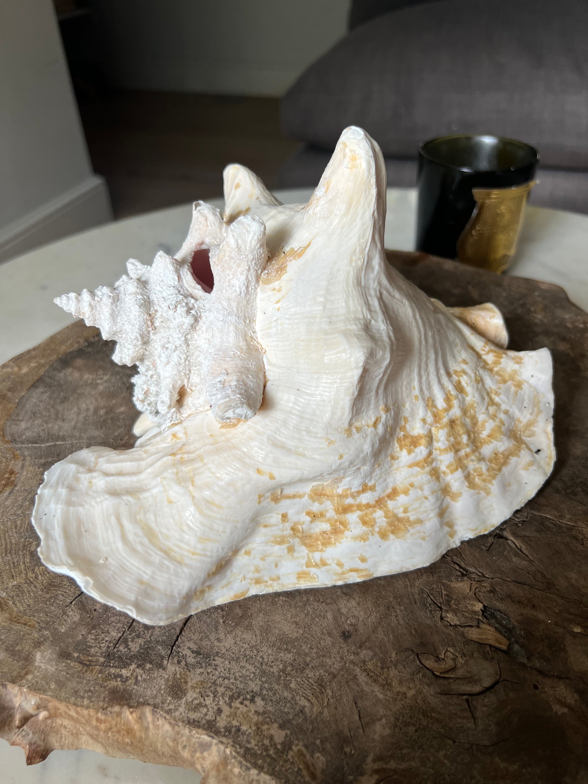 Large Antique Conch Shell