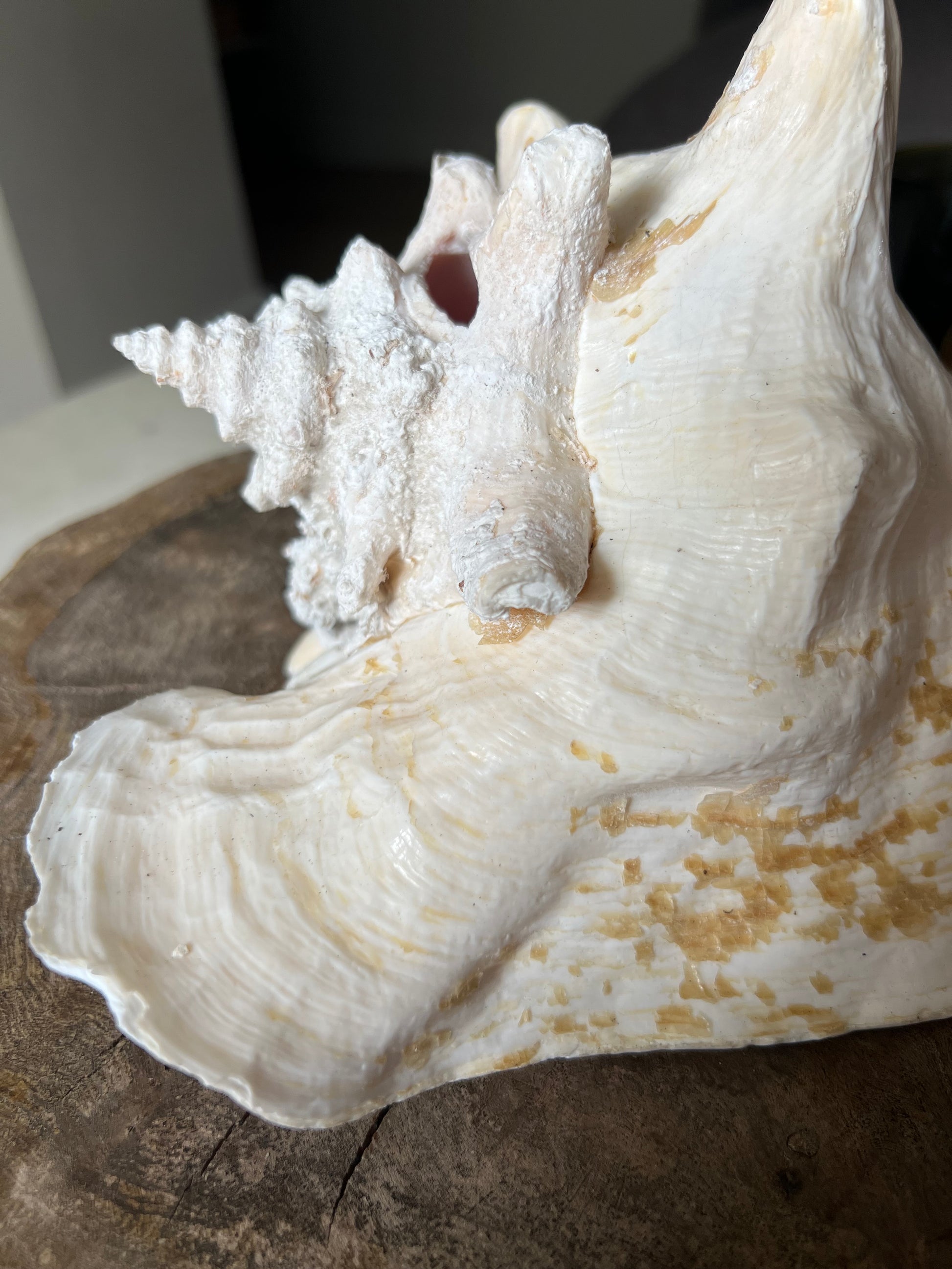 Large Antique Conch Shell