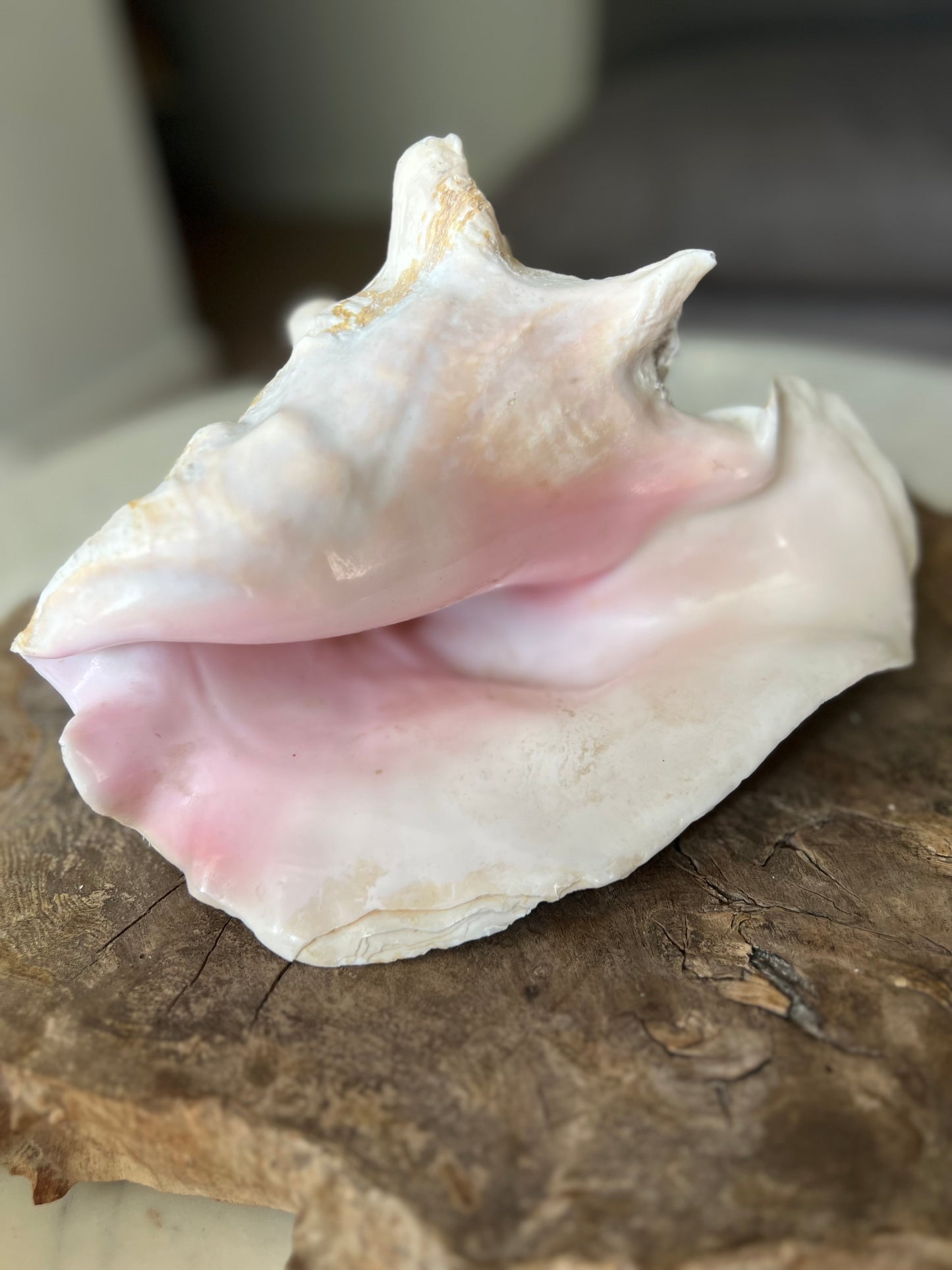 Large Antique Conch Shell