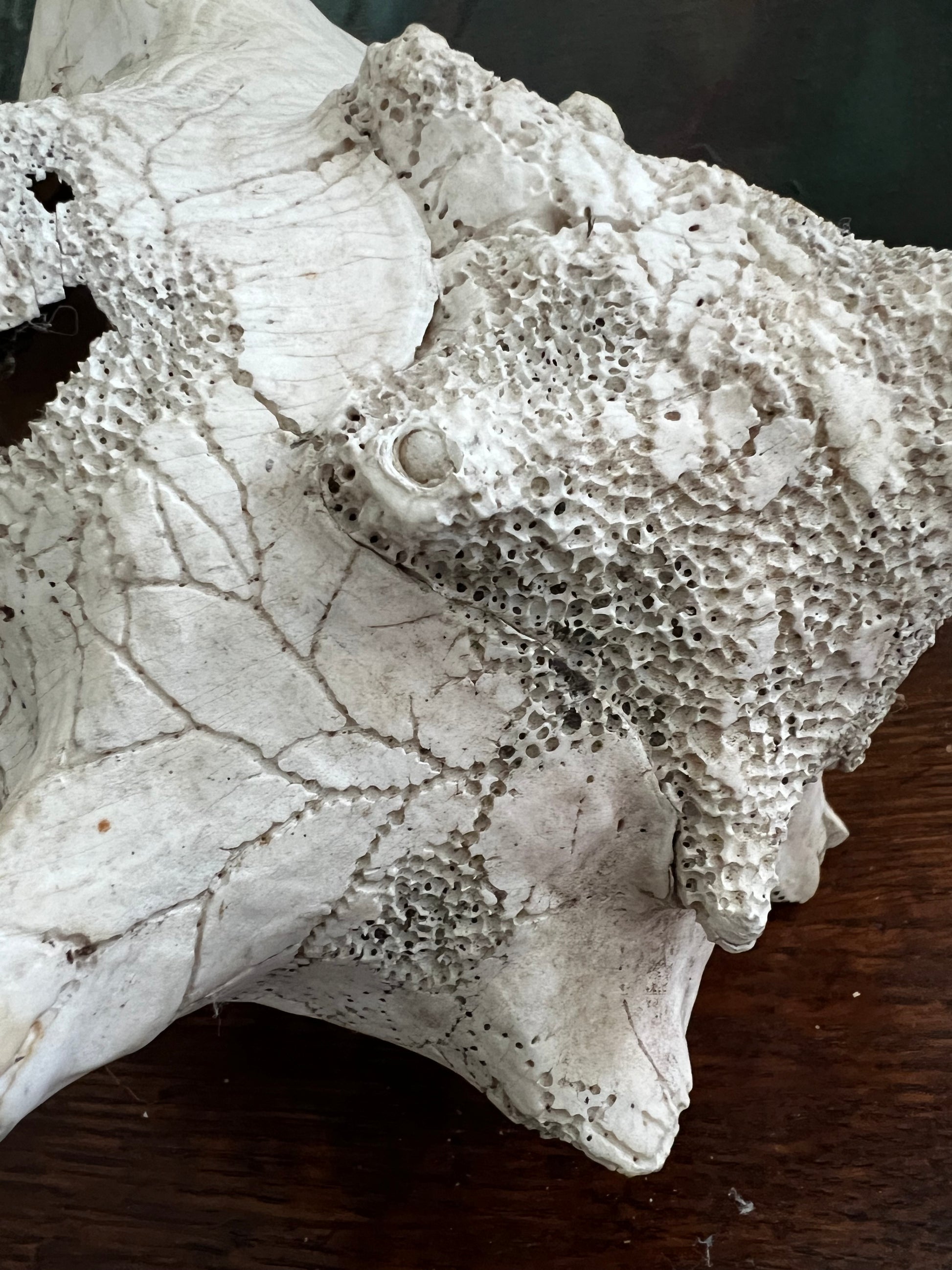 Large Antique Conch Shell