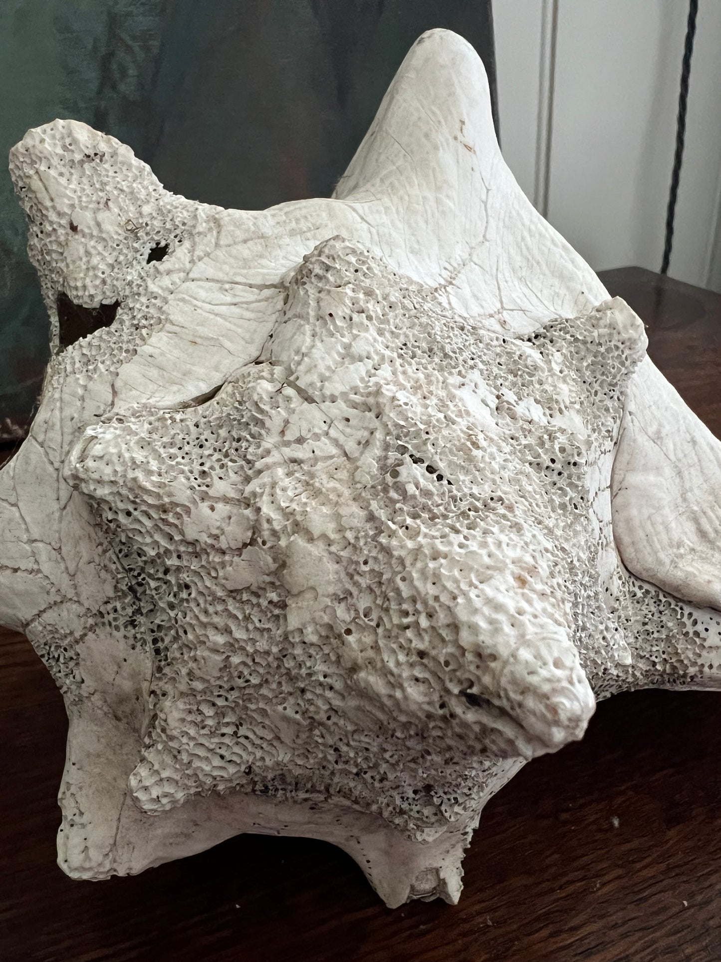 Large Antique Conch Shell