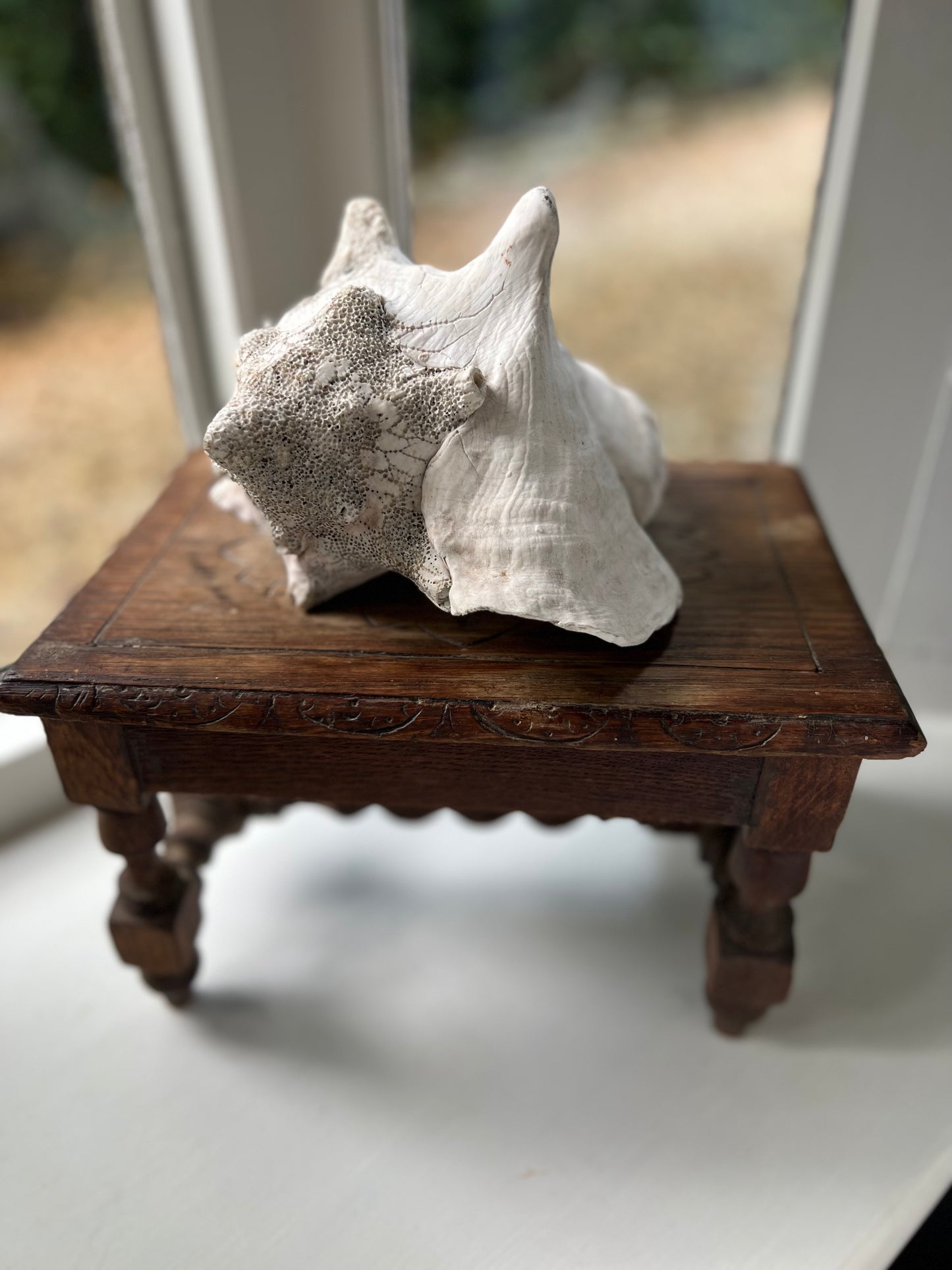 Large Antique Conch Shell