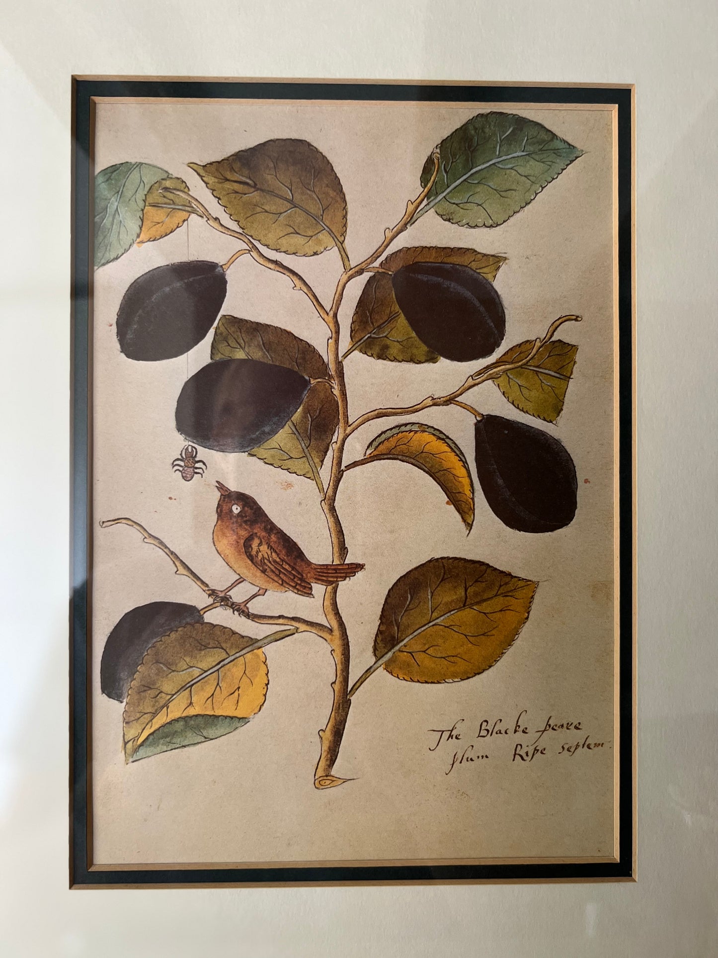 Vintage Framed Leaves & Bird Print