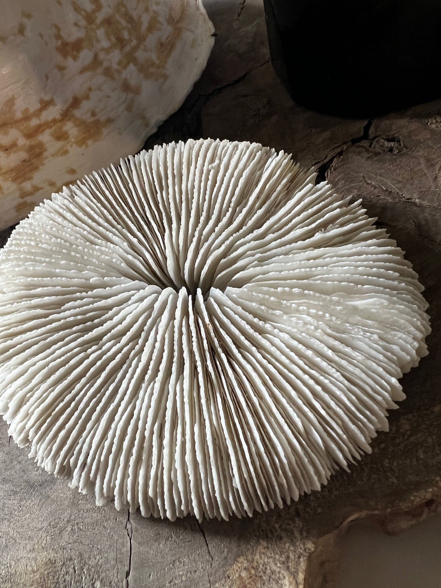 Antique Medium  Mushroom Coral