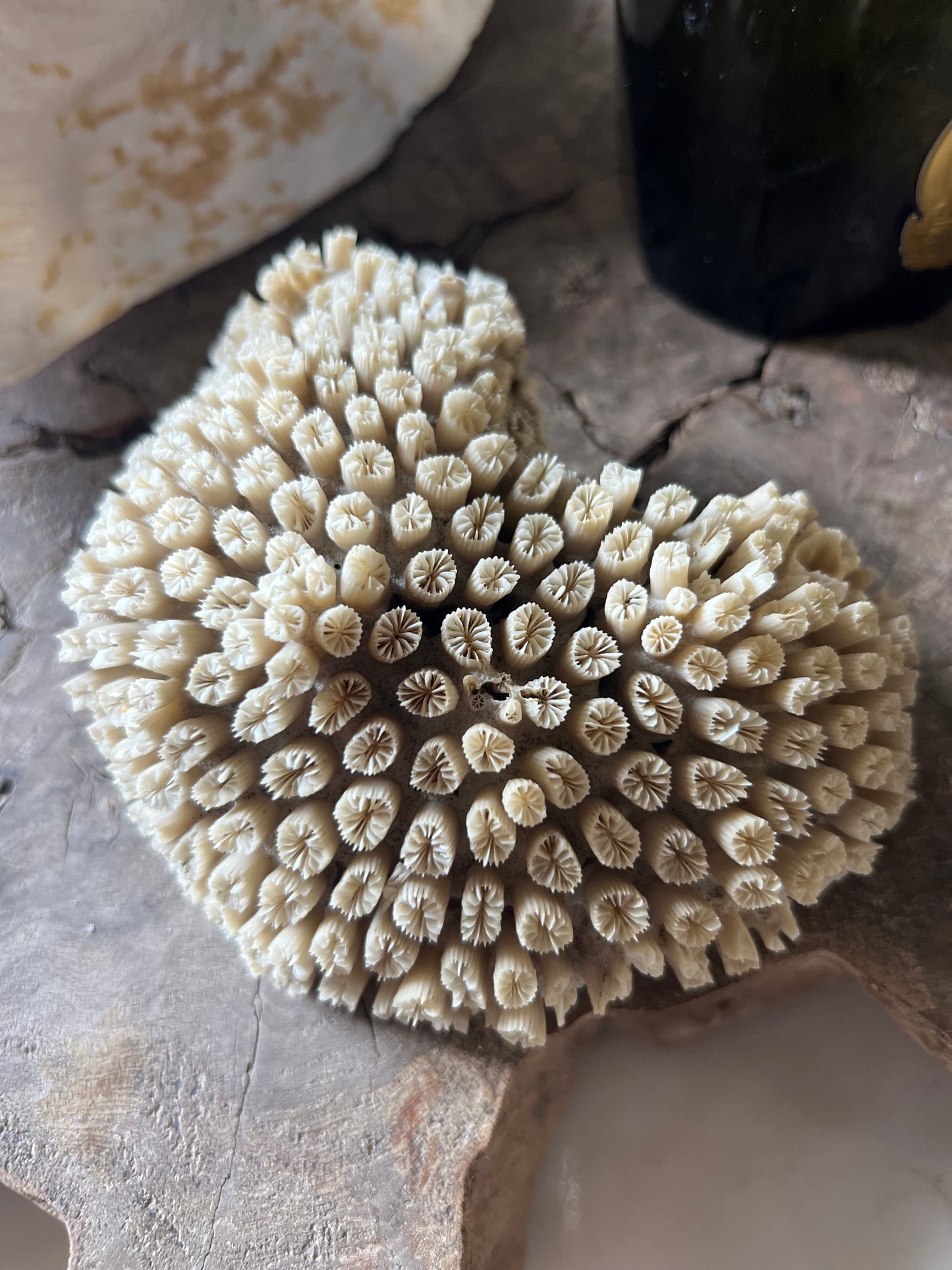 Antique Star Coral Specimen