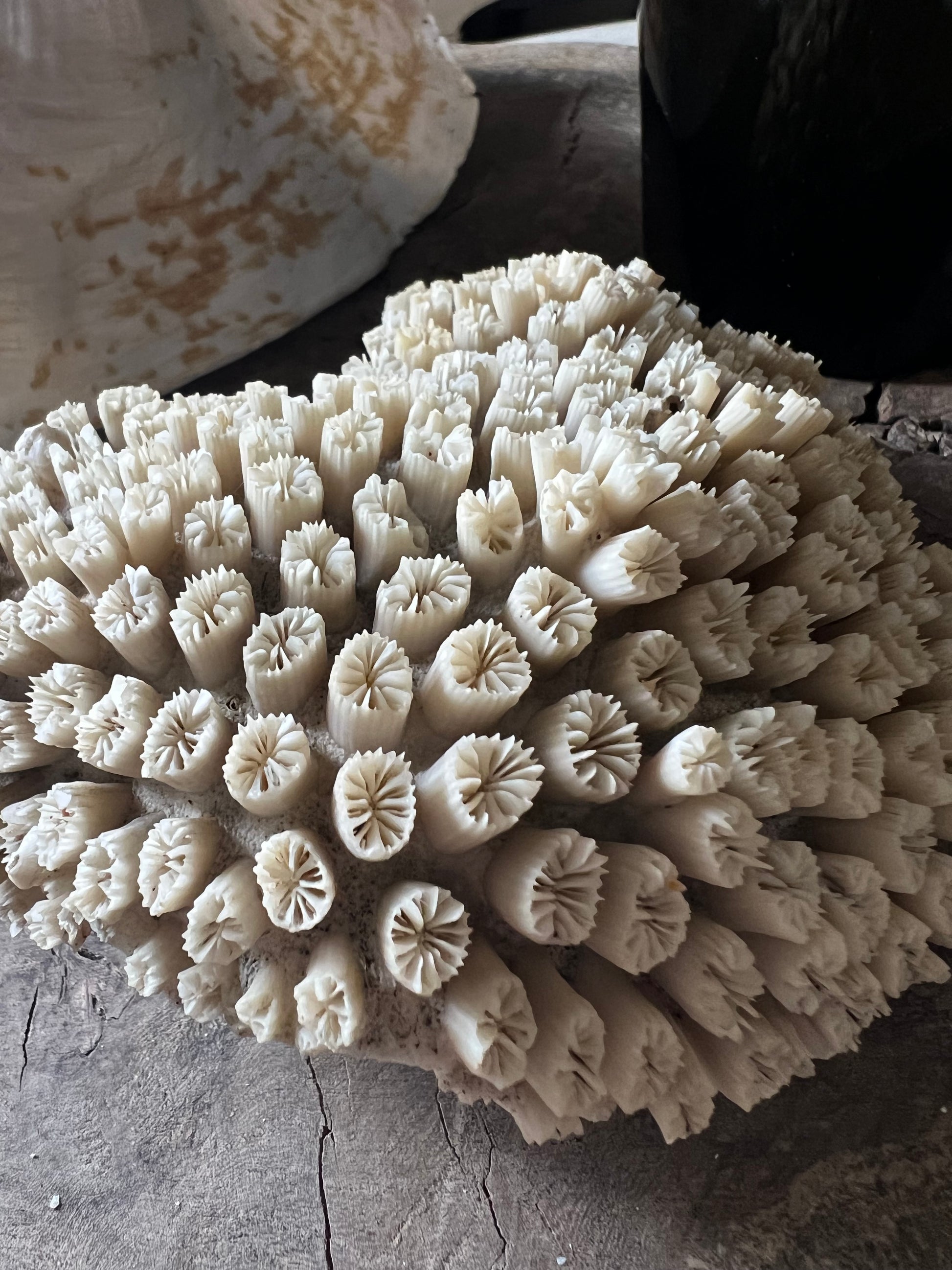 Antique Star Coral Specimen