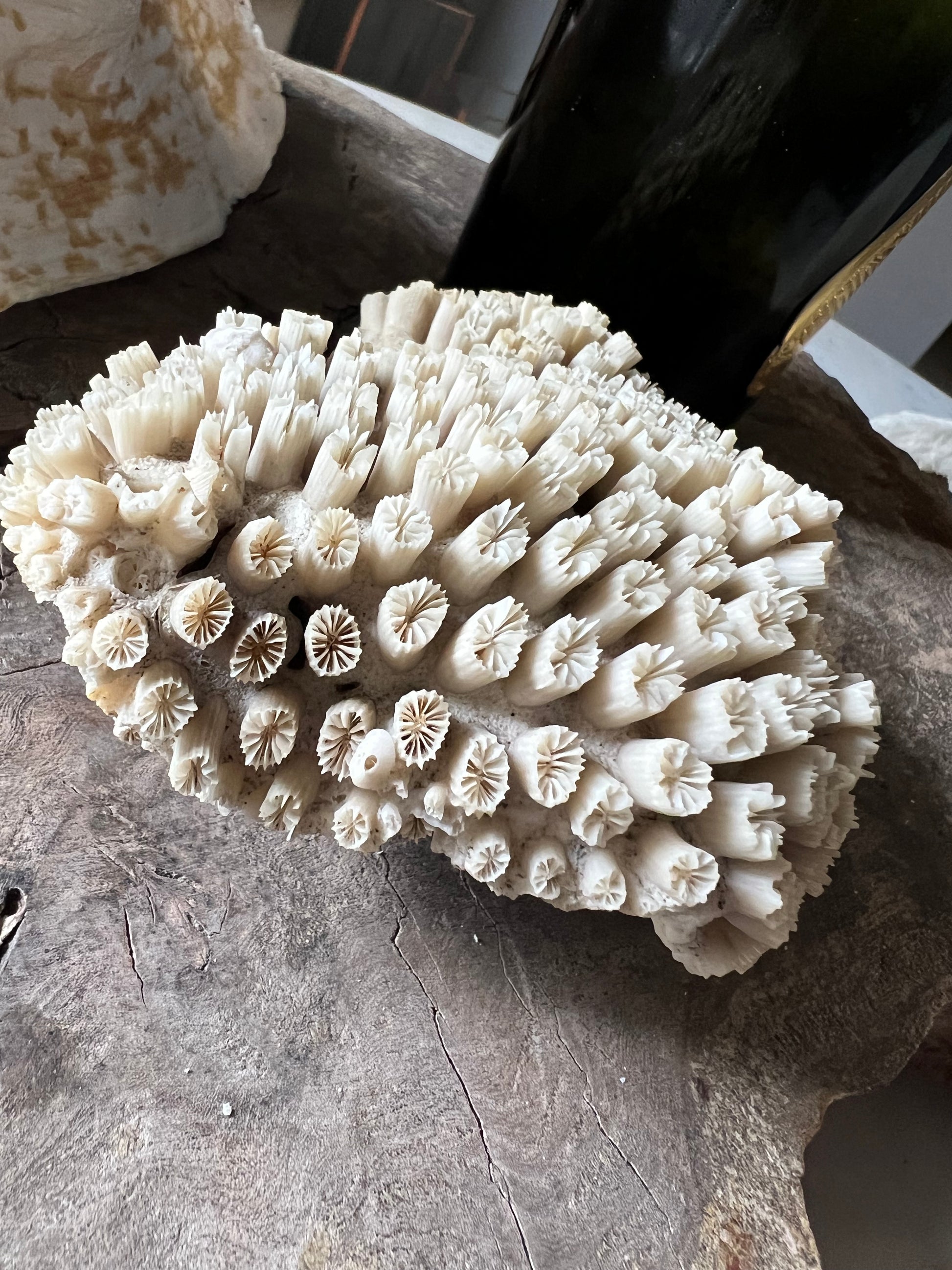 Antique Star Coral Specimen