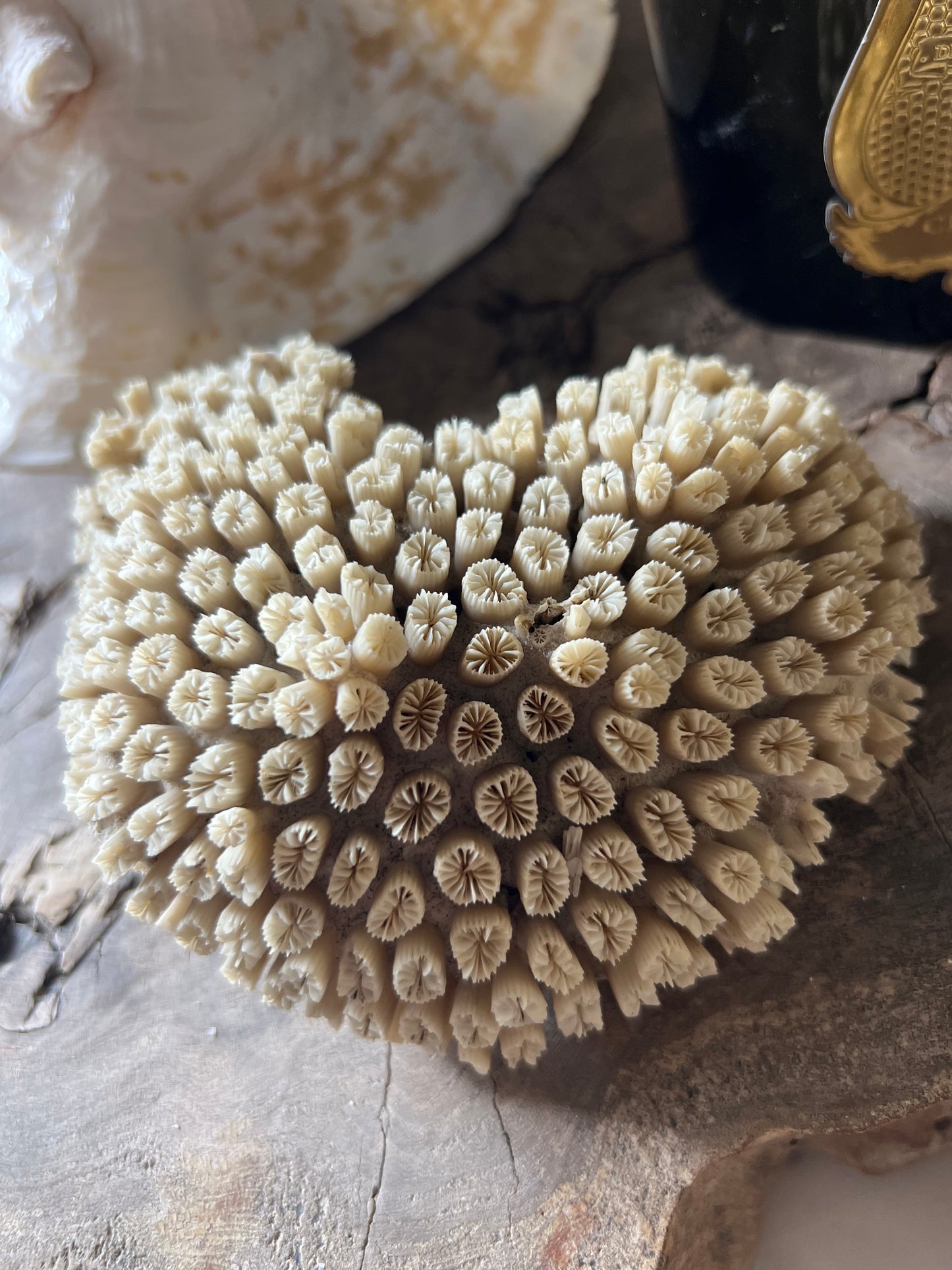 Antique Star Coral Specimen