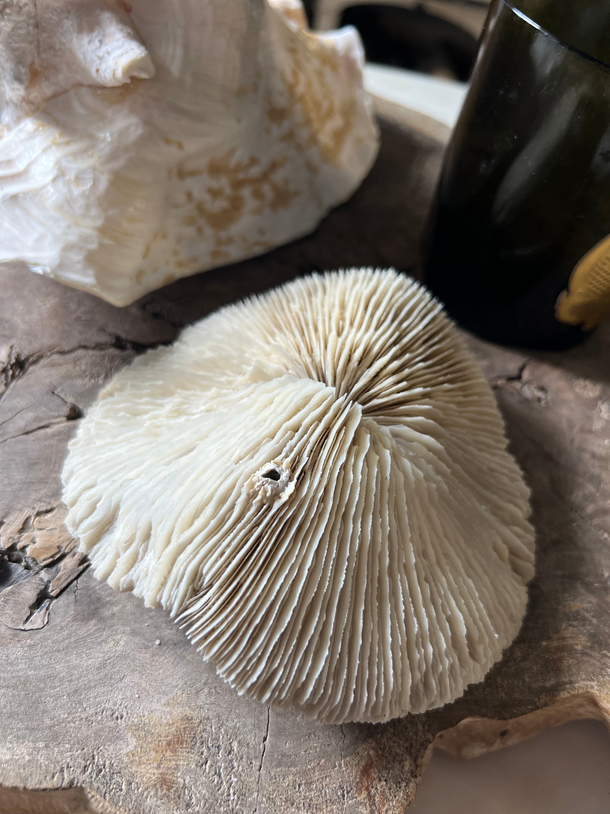 Antique Large Mushroom Coral