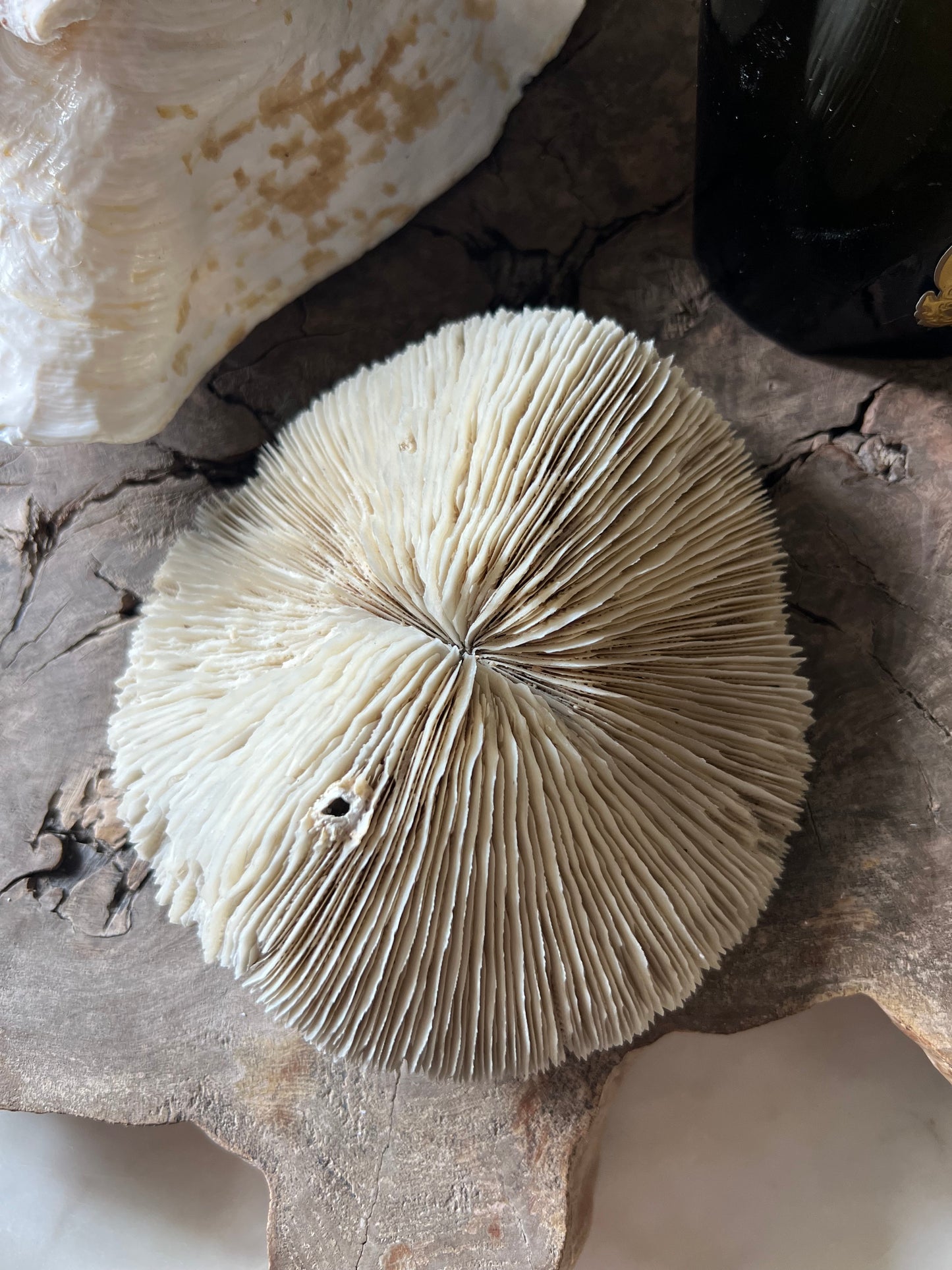 Antique Large Mushroom Coral