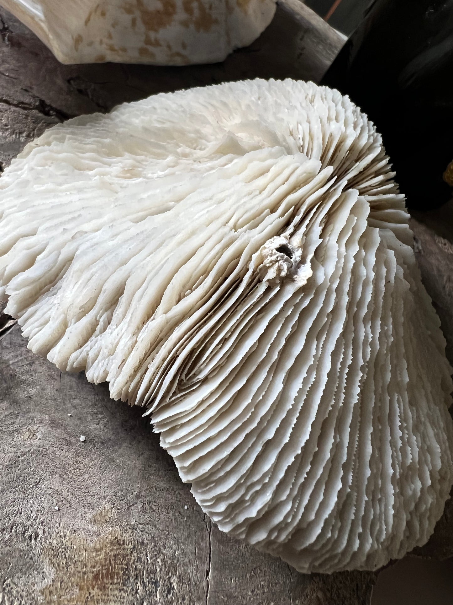 Antique Large Mushroom Coral