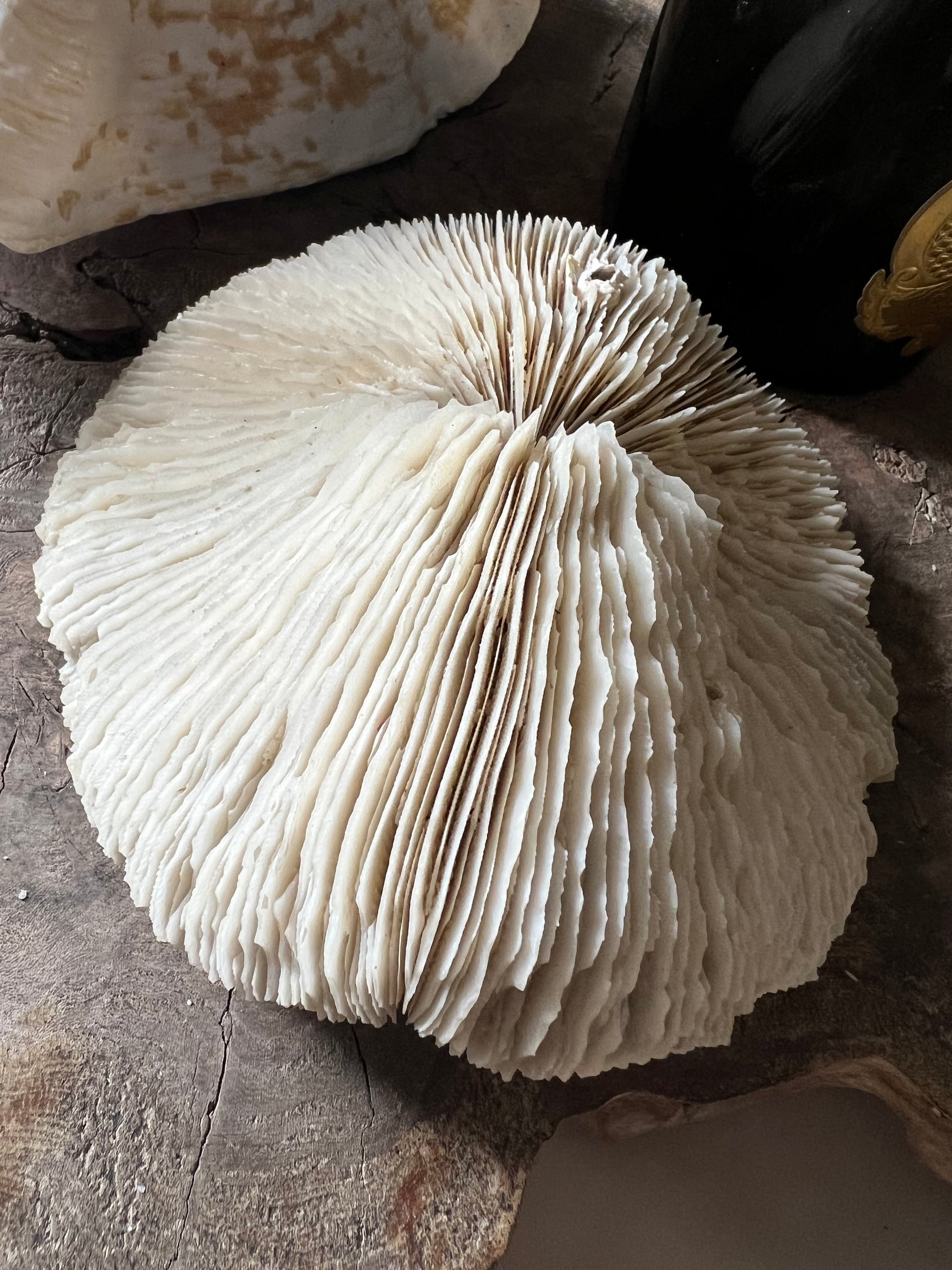 Antique Large Mushroom Coral