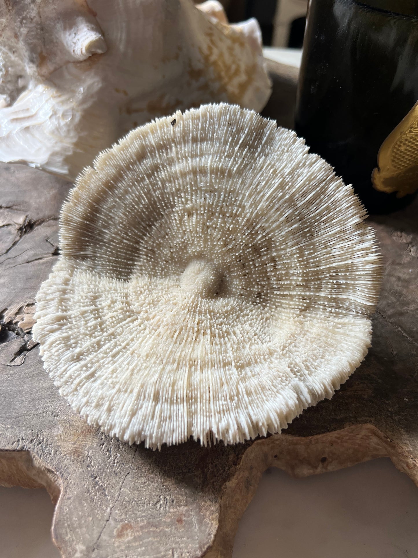 Antique Large Mushroom Coral