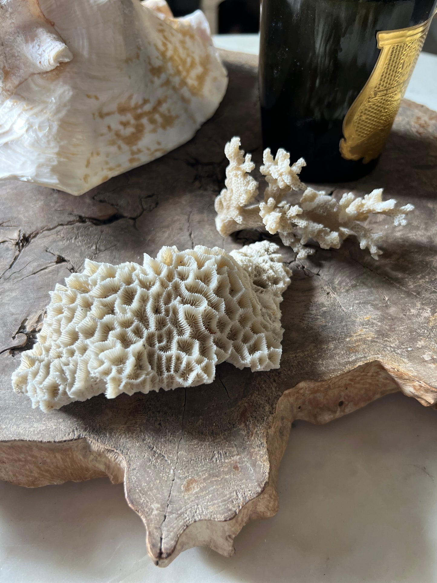 Antique Small Coral Specimens