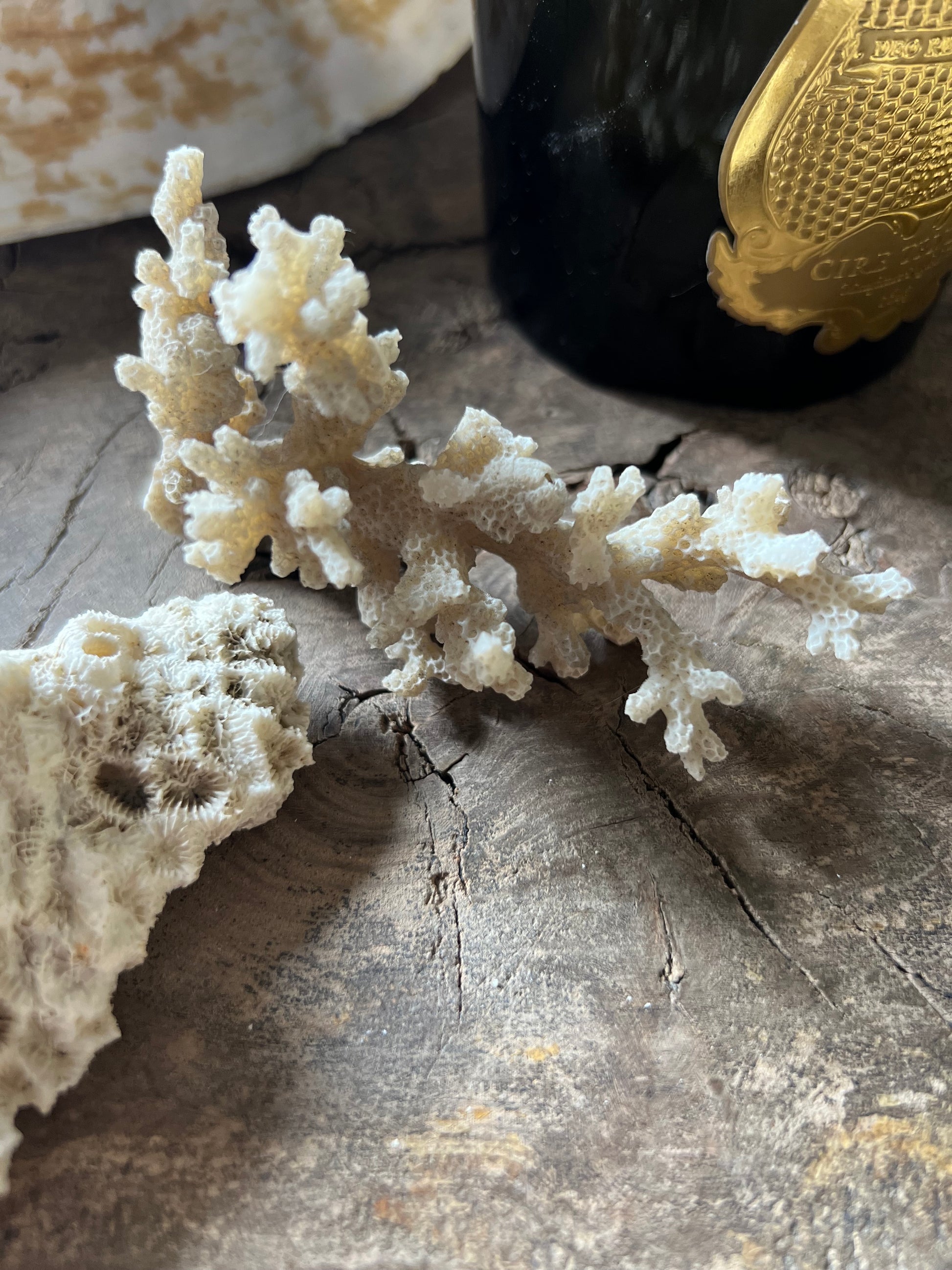 Antique Small Coral Specimens