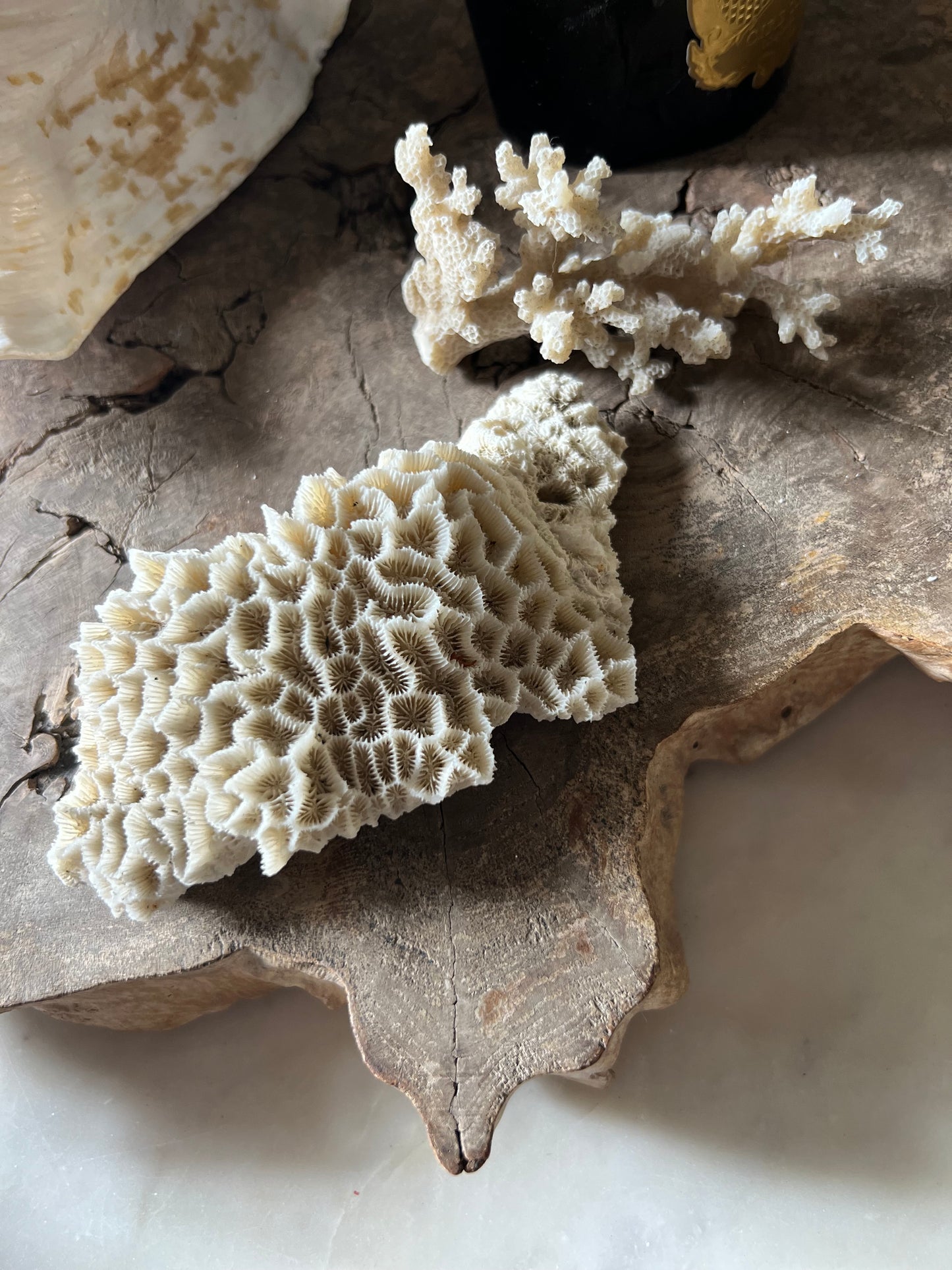 Antique Small Coral Specimens