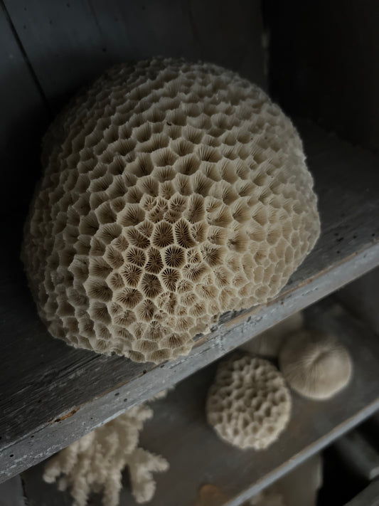 Antique Large Brain Coral Specimen