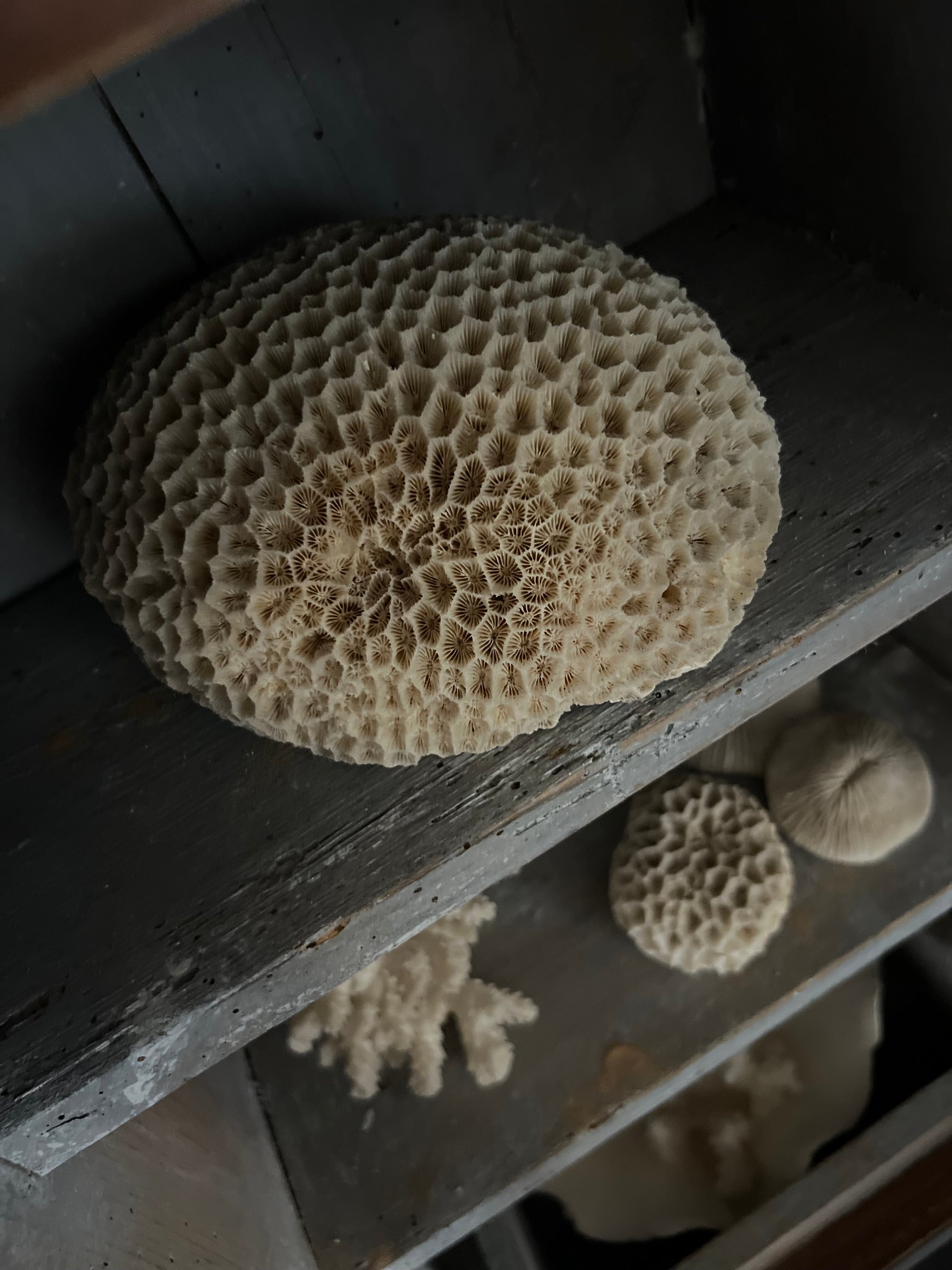 Antique Large Brain Coral Specimen