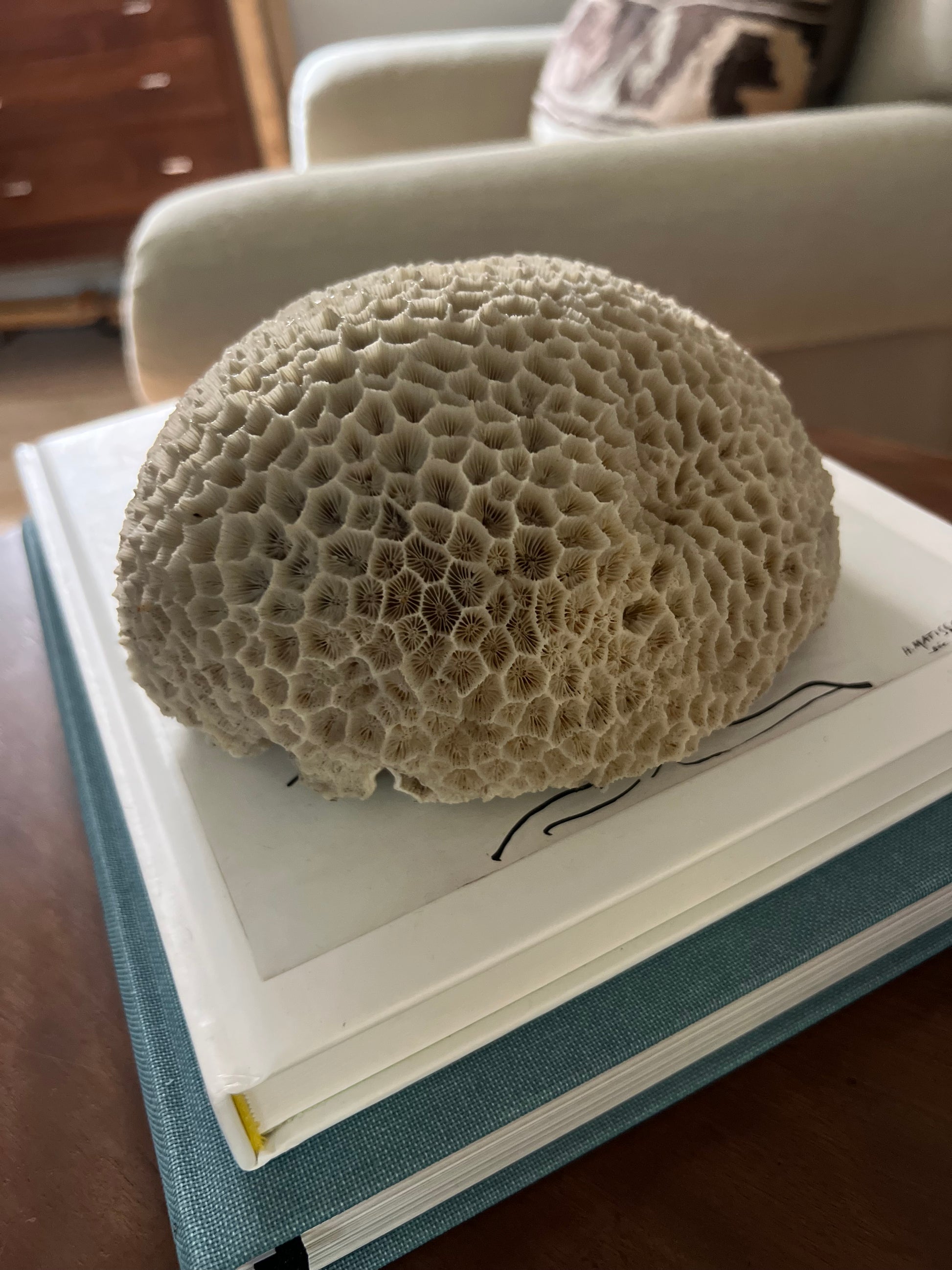 Antique Large Brain Coral Specimen