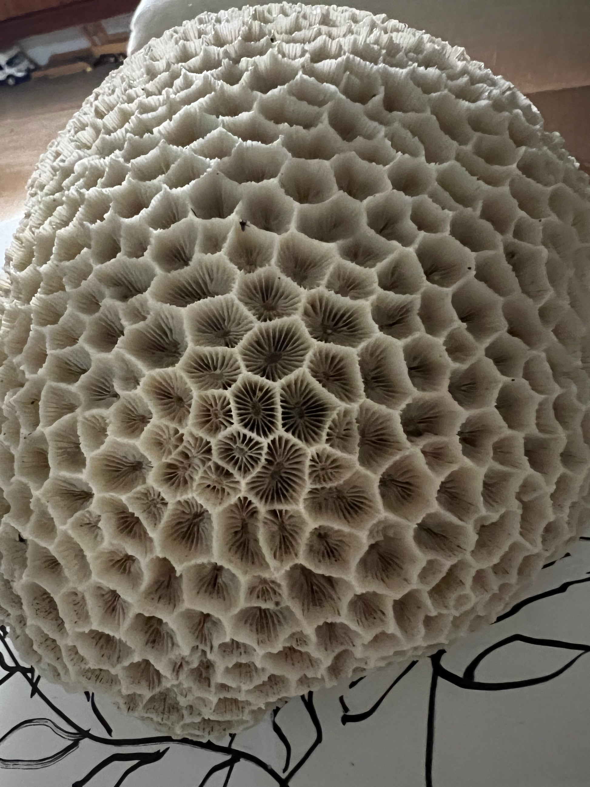 Antique Large Brain Coral Specimen