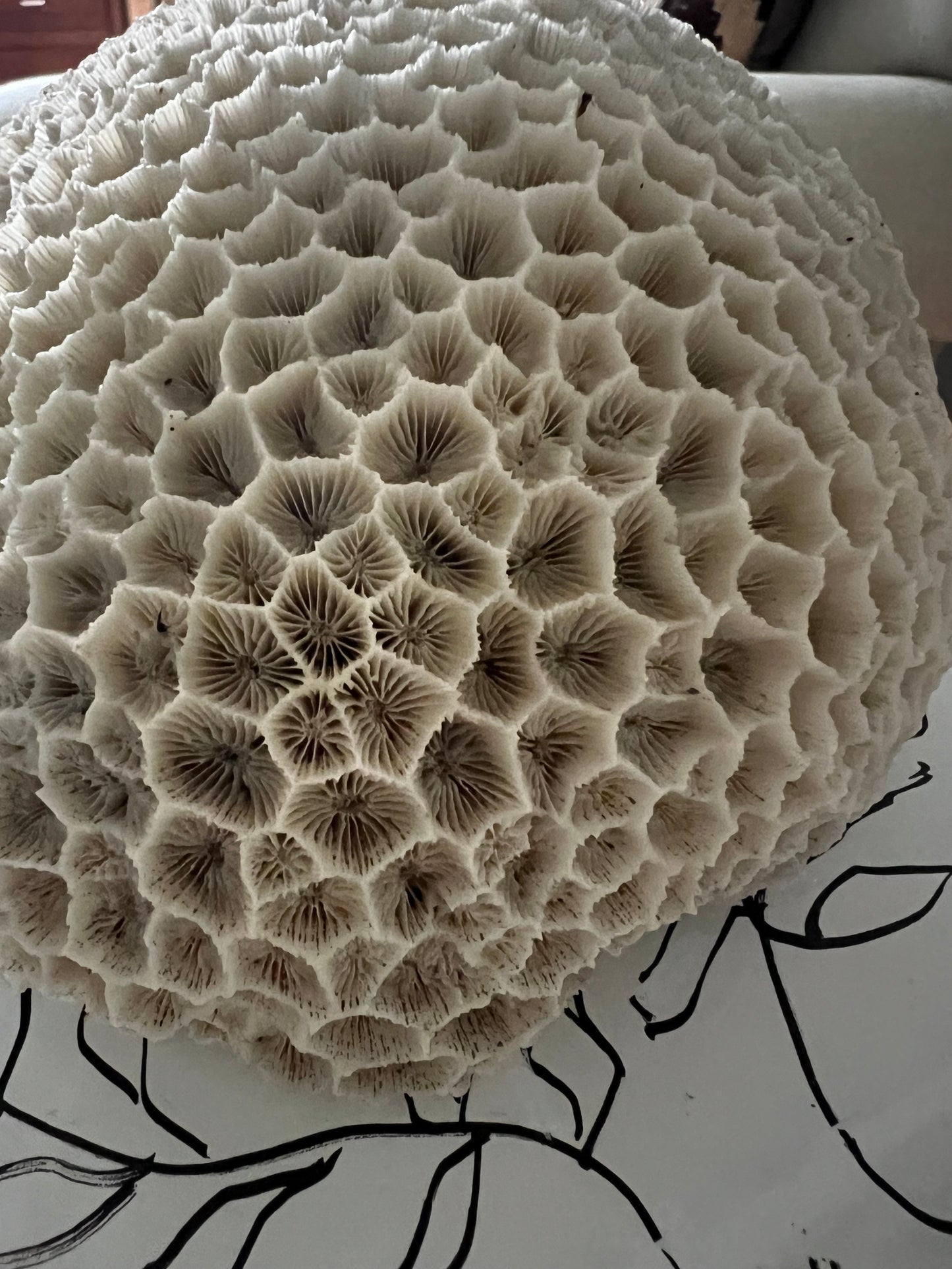 Antique Large Brain Coral Specimen