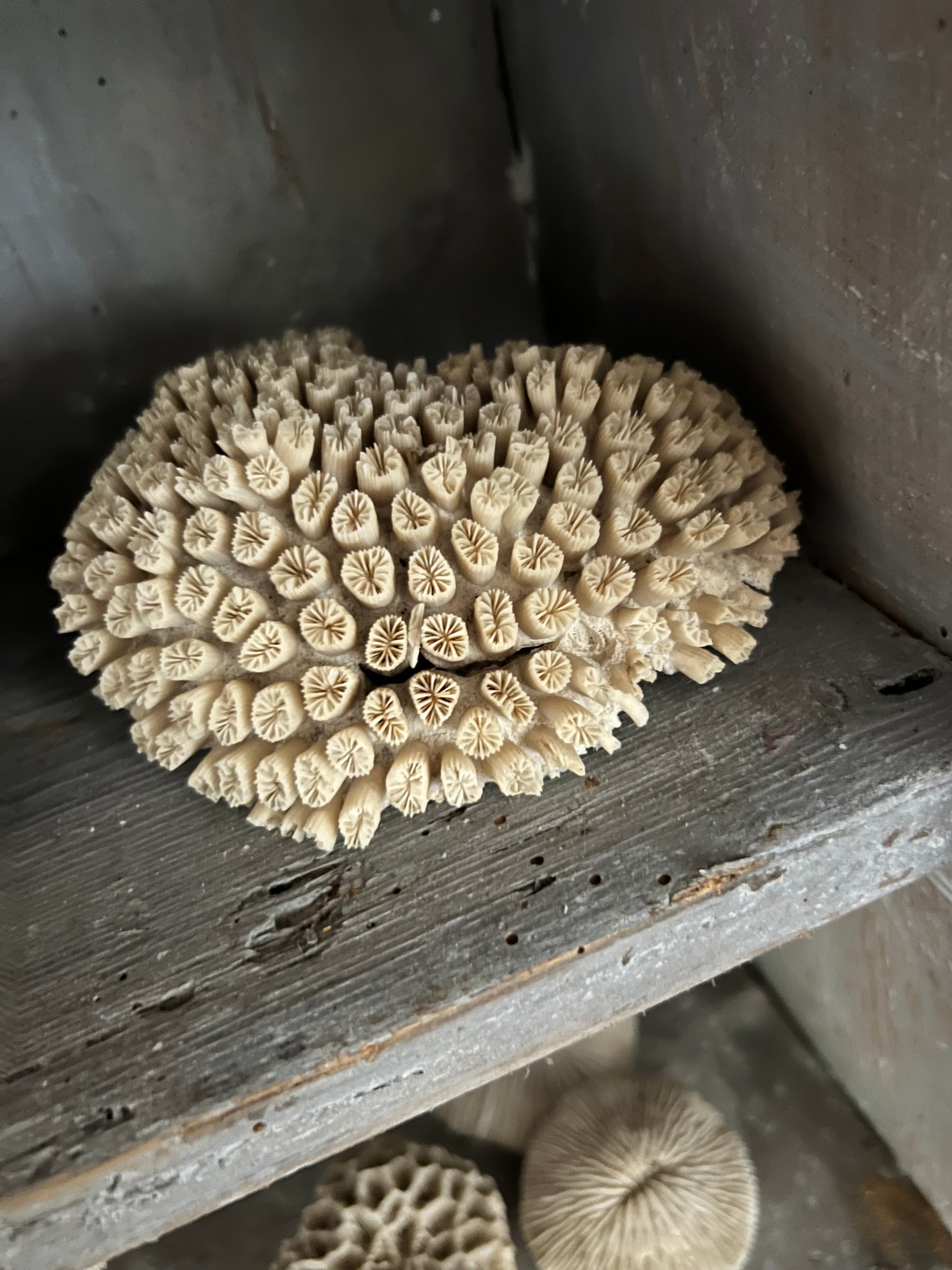 Antique Star Coral Specimen