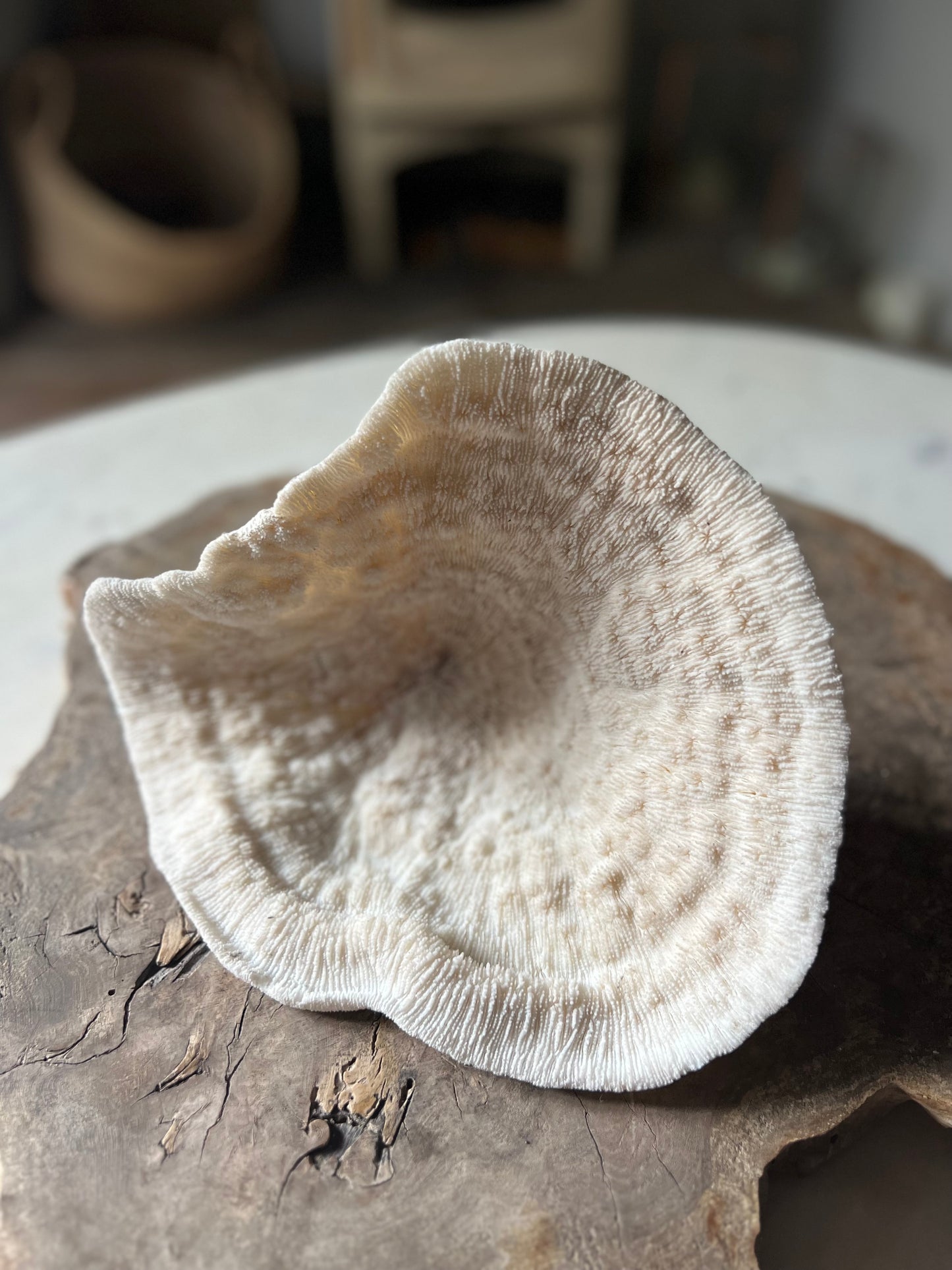 Very Large Antique Mushroom Coral Specimen