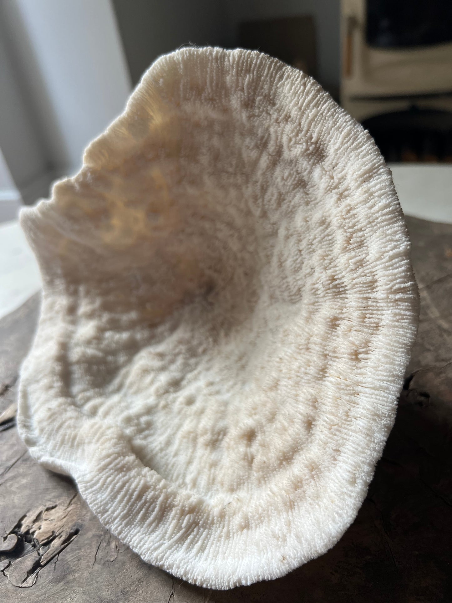 Very Large Antique Mushroom Coral Specimen