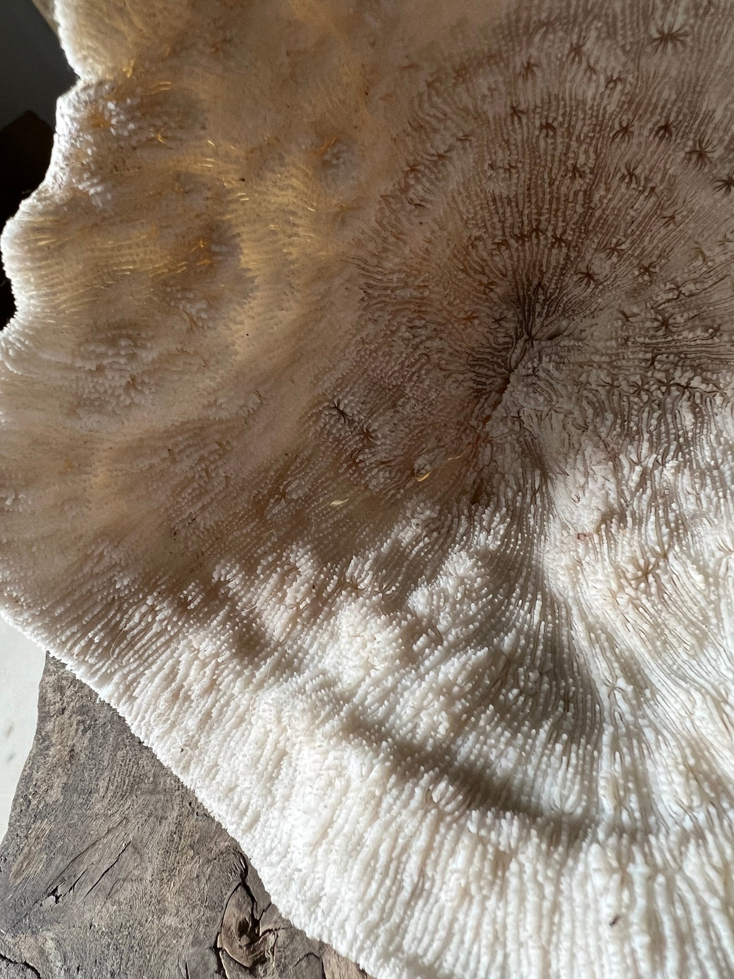 Very Large Antique Mushroom Coral Specimen