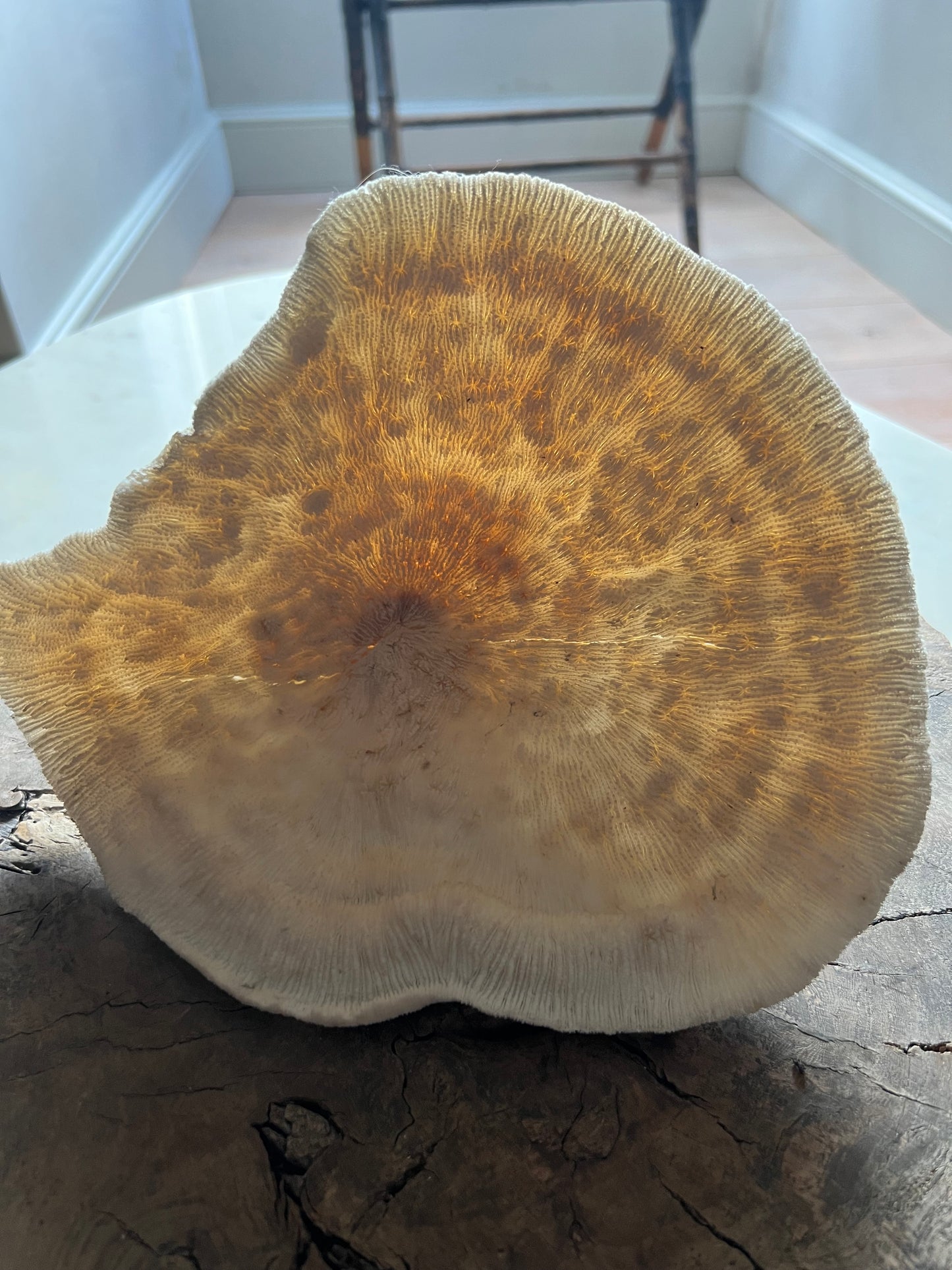 Very Large Antique Mushroom Coral Specimen