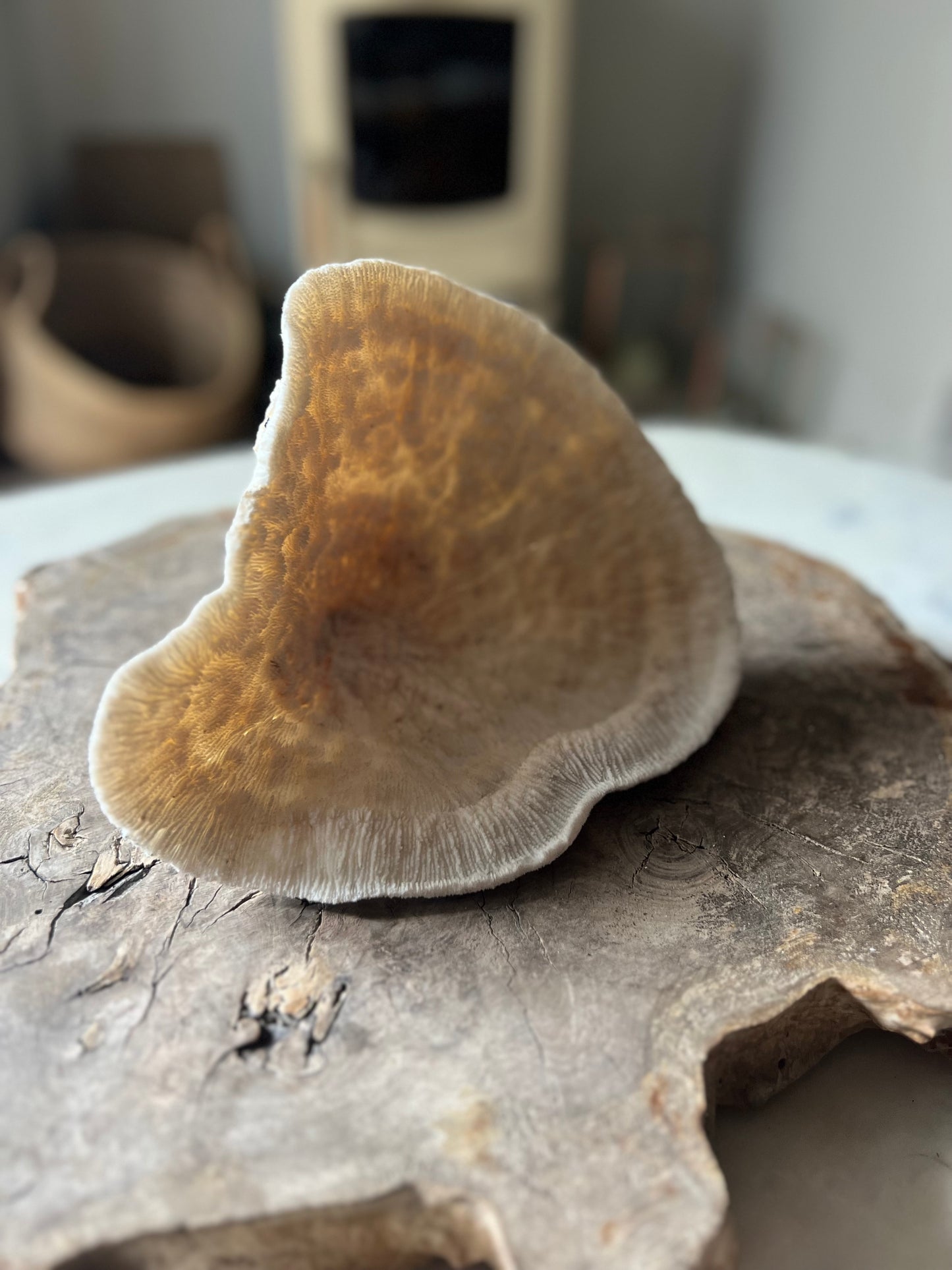 Very Large Antique Mushroom Coral Specimen