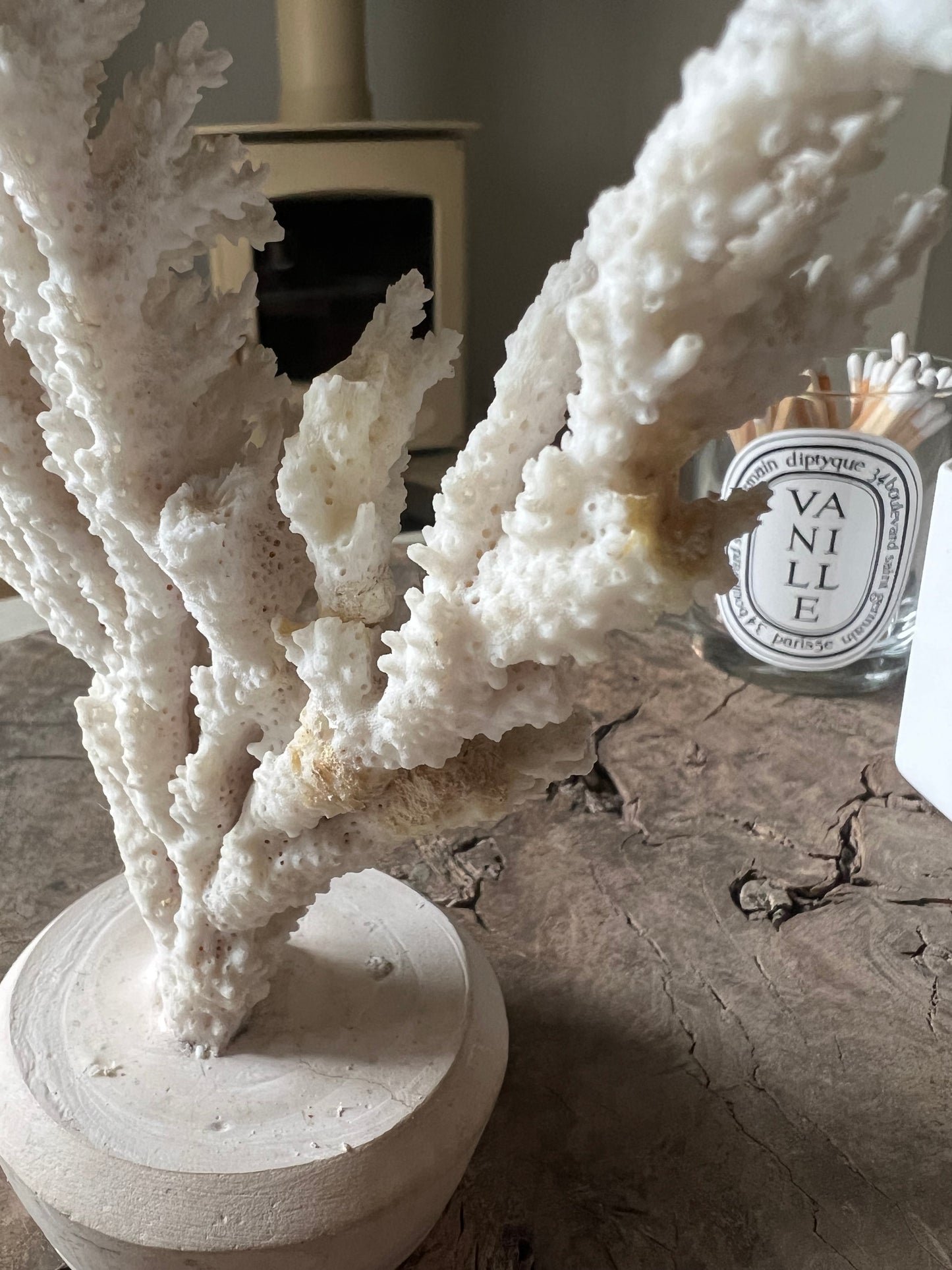 Mounted Antique Coral Specimen