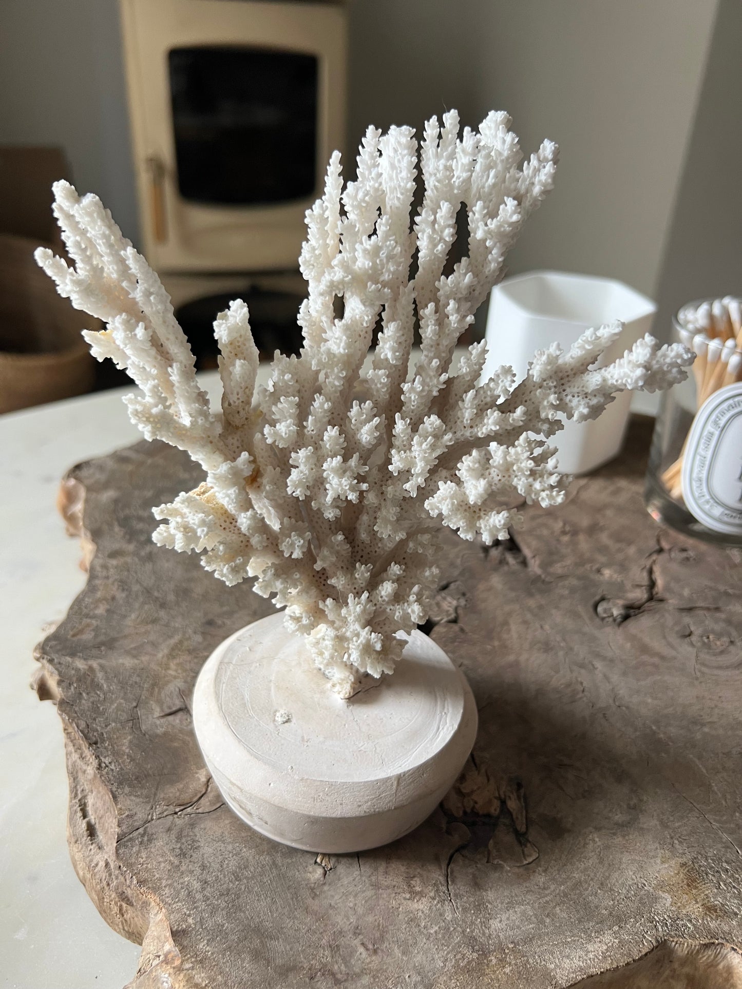 Mounted Antique Coral Specimen