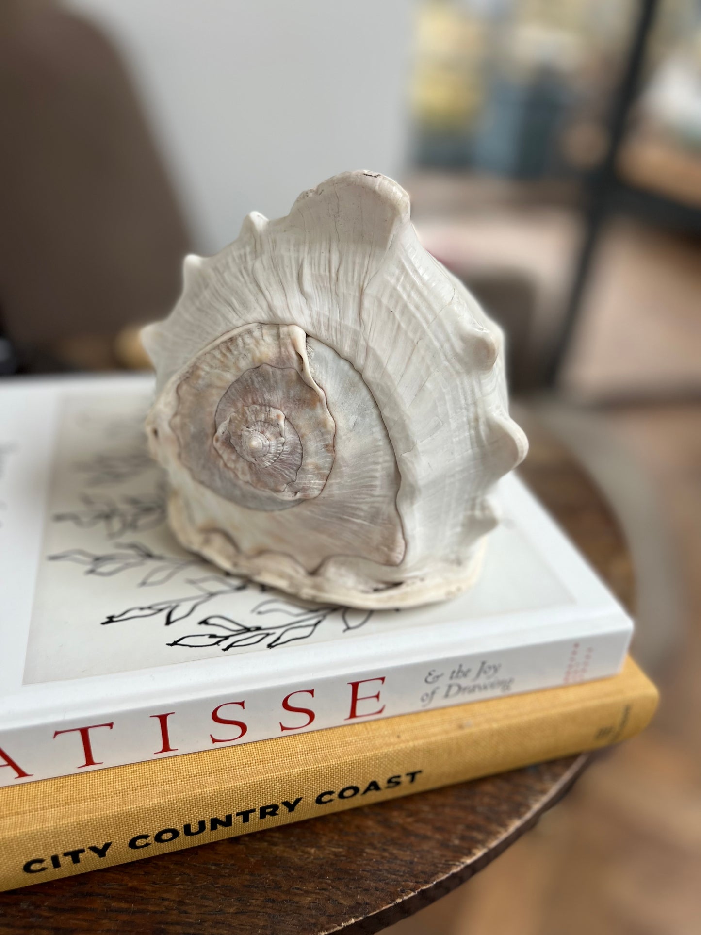 Large Antique Conch Shell