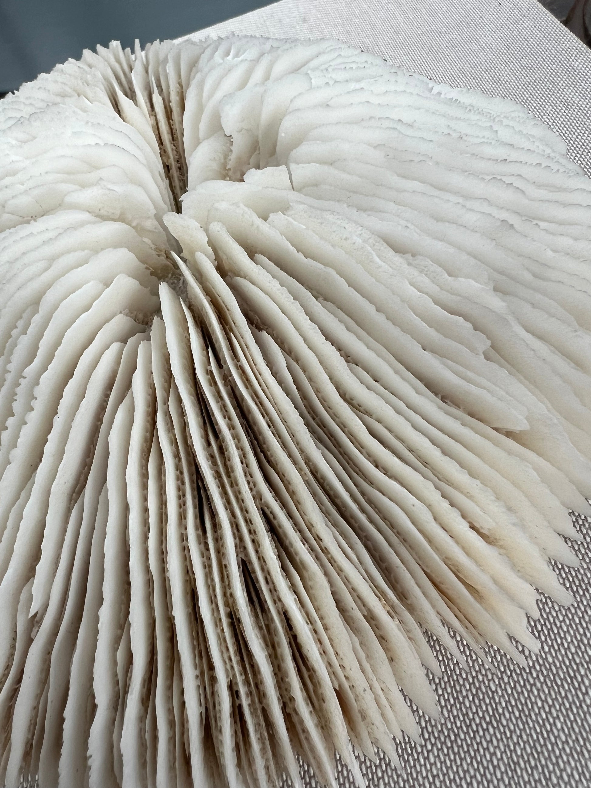 Antique Large Mushroom Coral